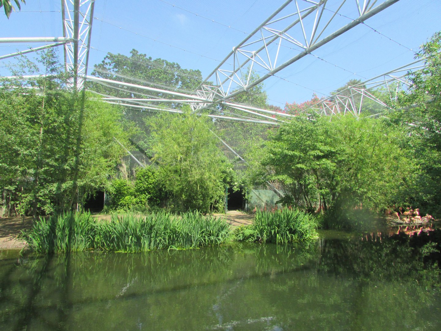 Dublin Zoo - Inside flamingo aviary
