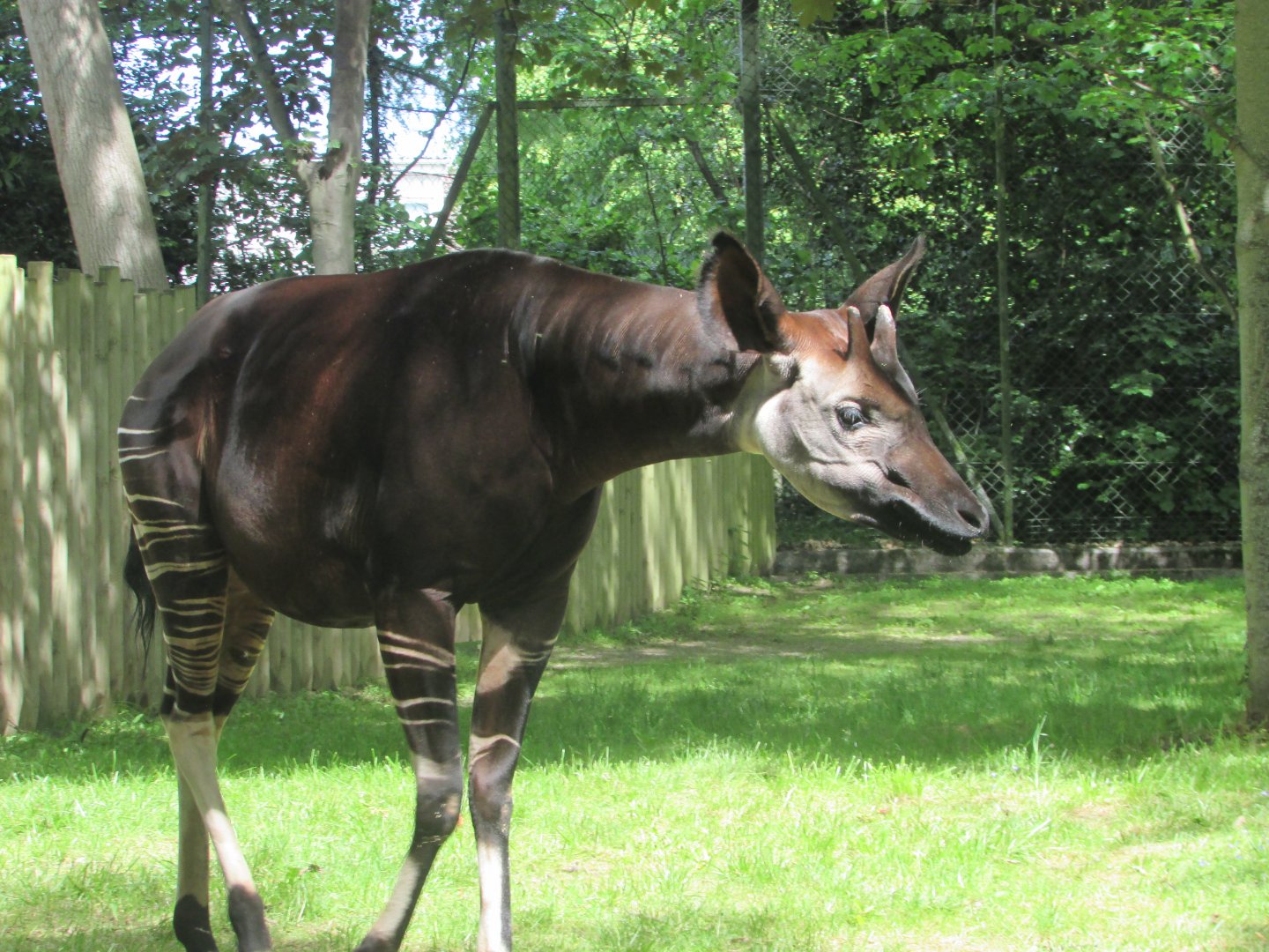 Dublin Zoo - Male okapi