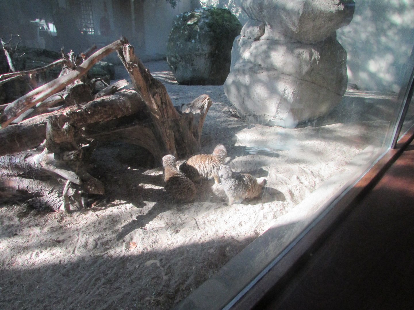 Dublin Zoo - Meerkats