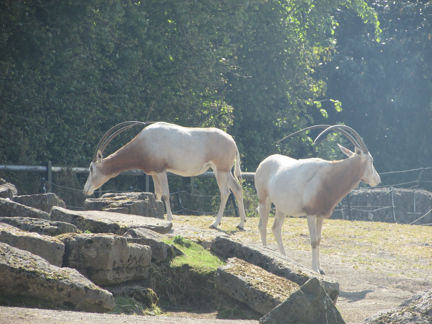 Dublin Zoo - More scimitar-horned oryx
