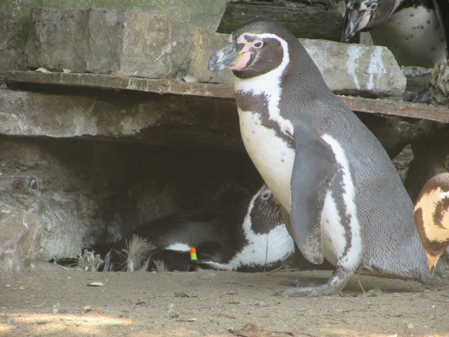 Dublin Zoo - Nesting Humdbolt penguins