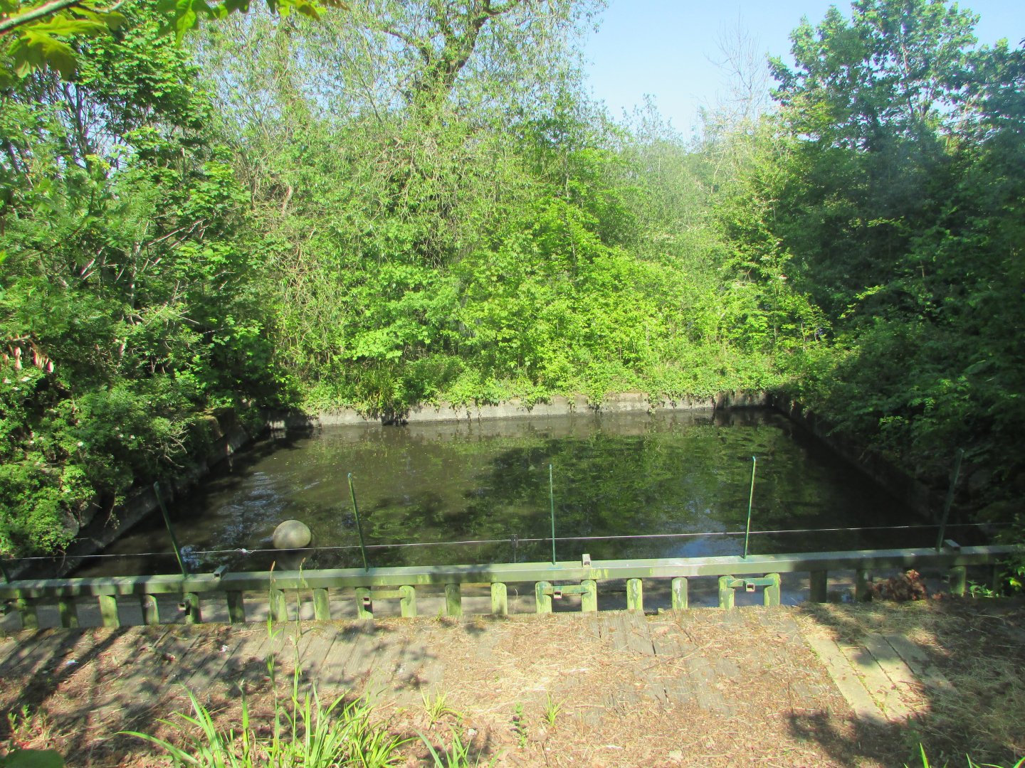 Dublin Zoo - Nile hippopotamus pool