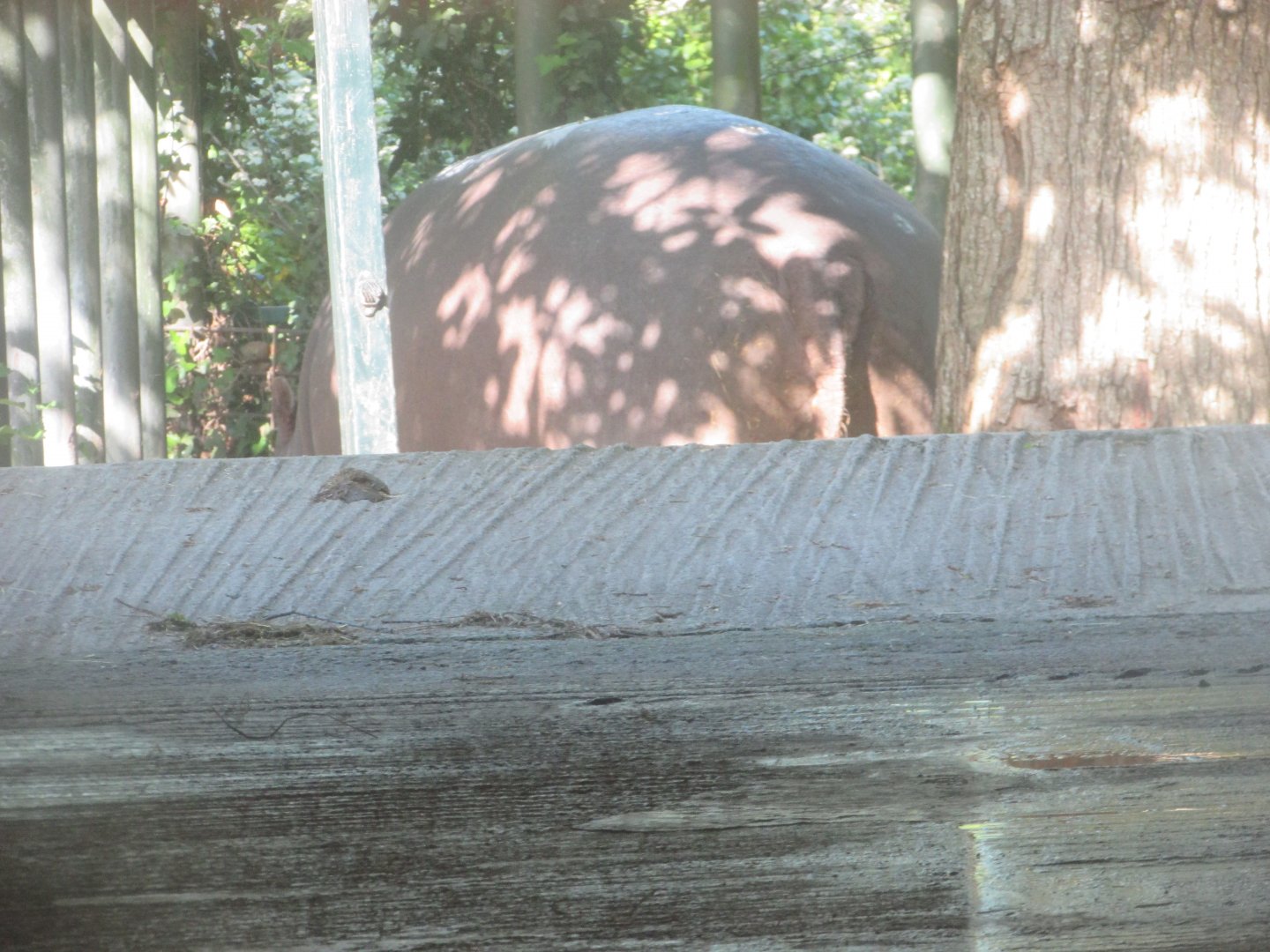 Dublin Zoo - Nile hippopotamus