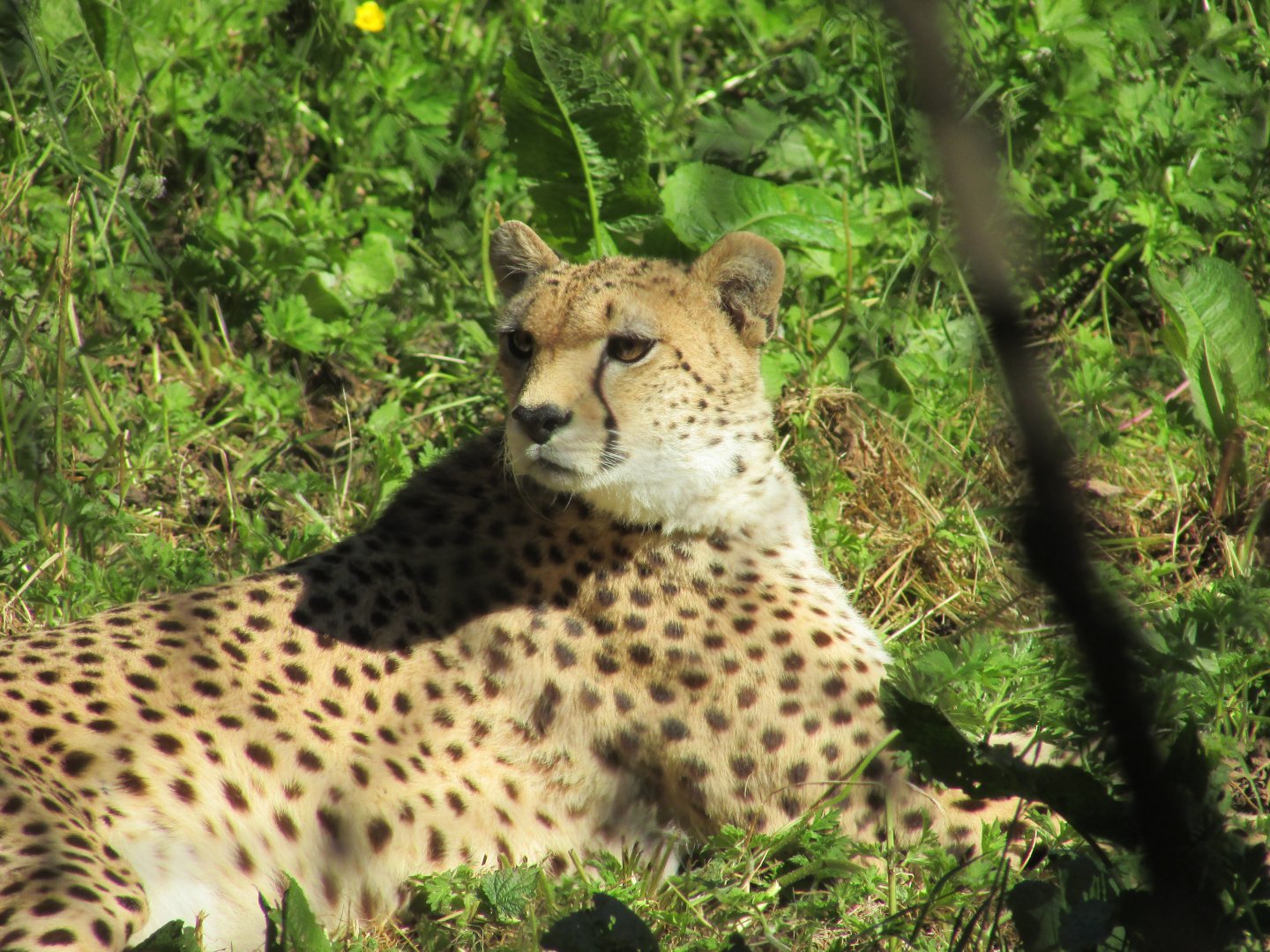 Dublin Zoo - Northeast African cheetah