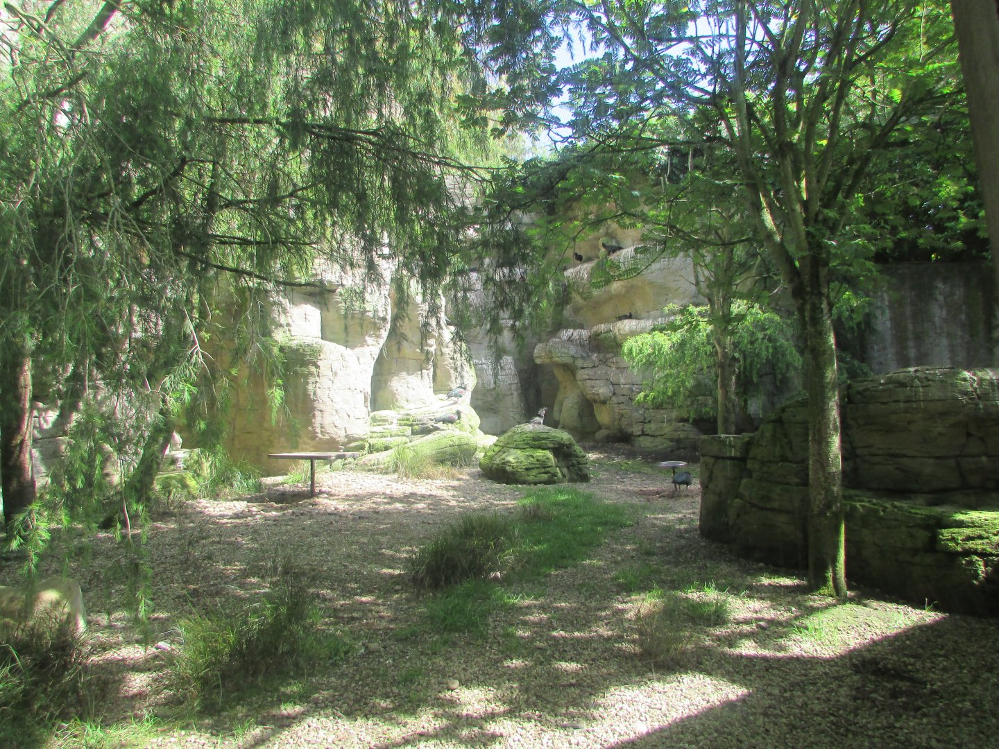 Dublin Zoo - Northern bald ibis aviary
