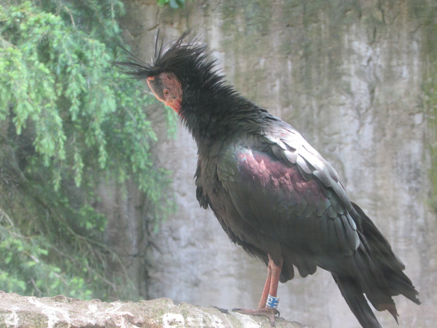 Dublin Zoo - Northern bald ibis