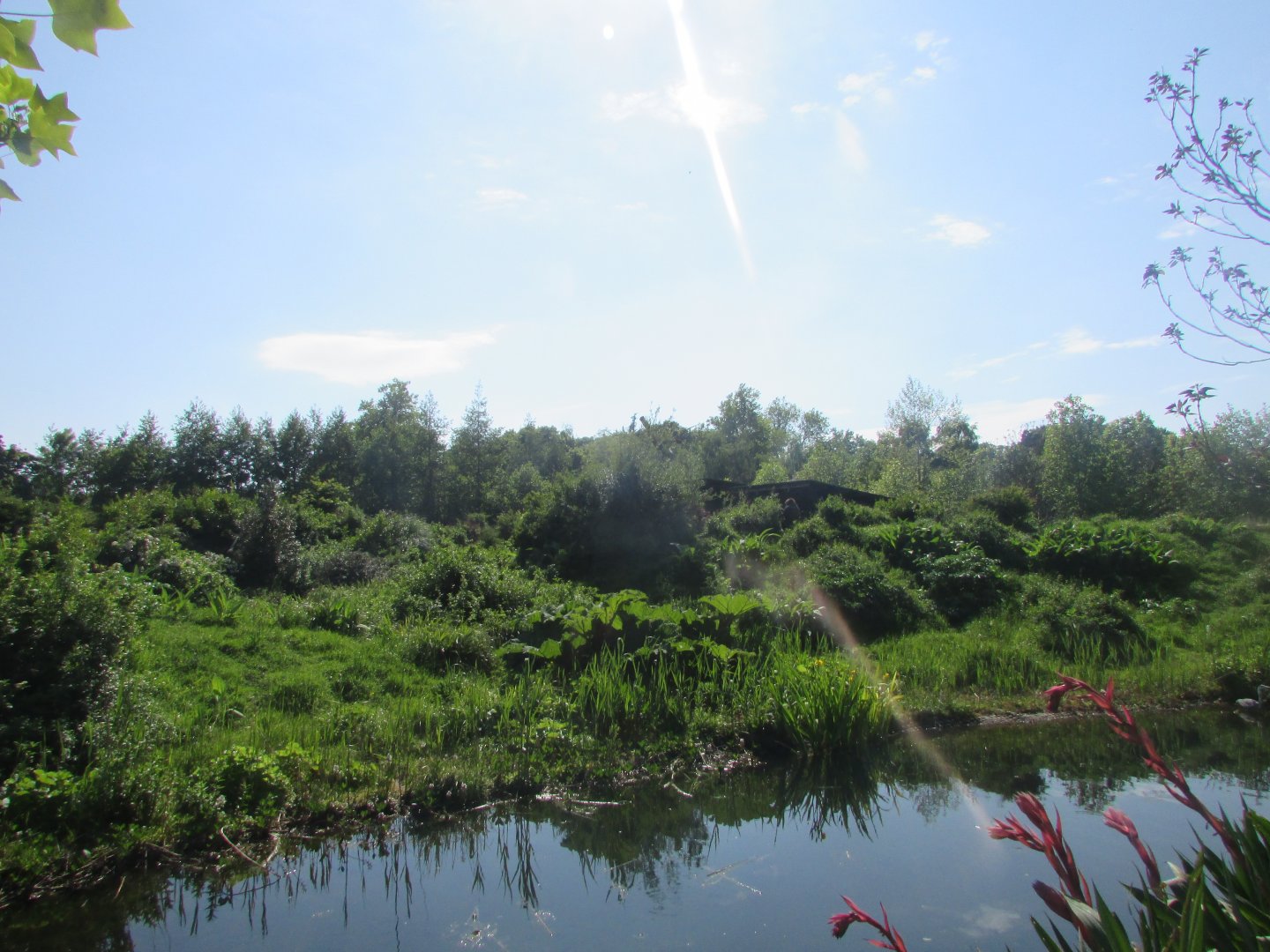 Dublin Zoo - Panoramic view of gorilla exhibit
