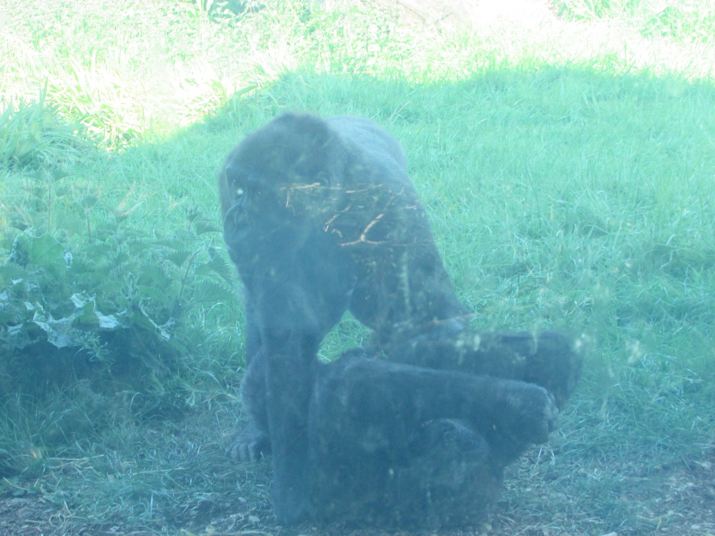 Dublin Zoo - Playing gorillas