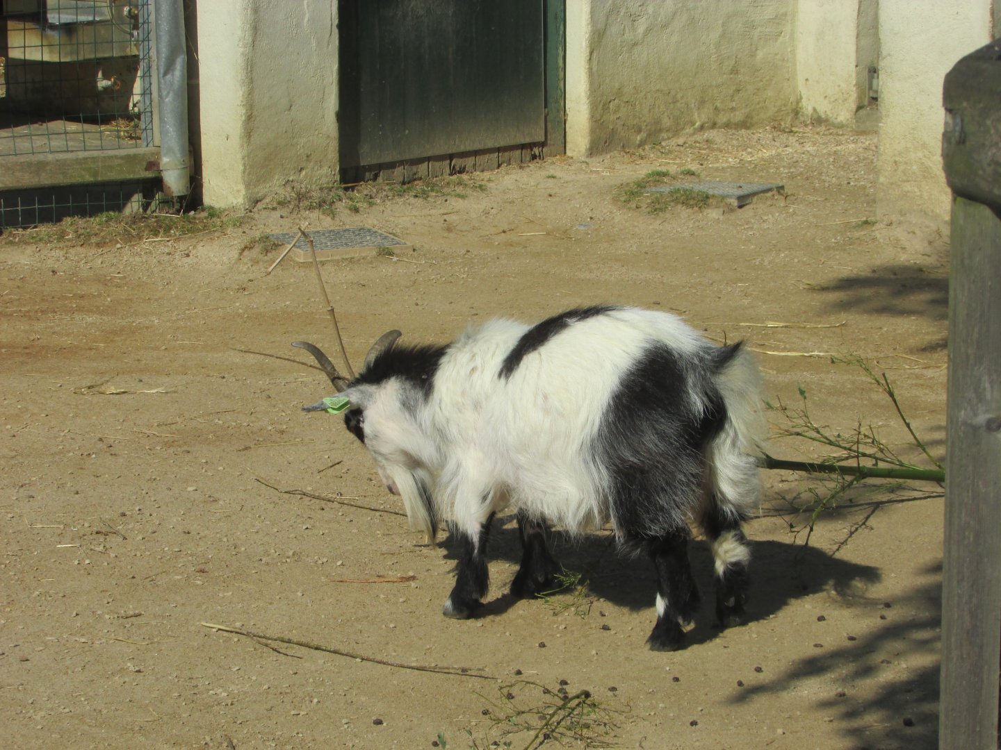 Dublin Zoo - Pygmy goat