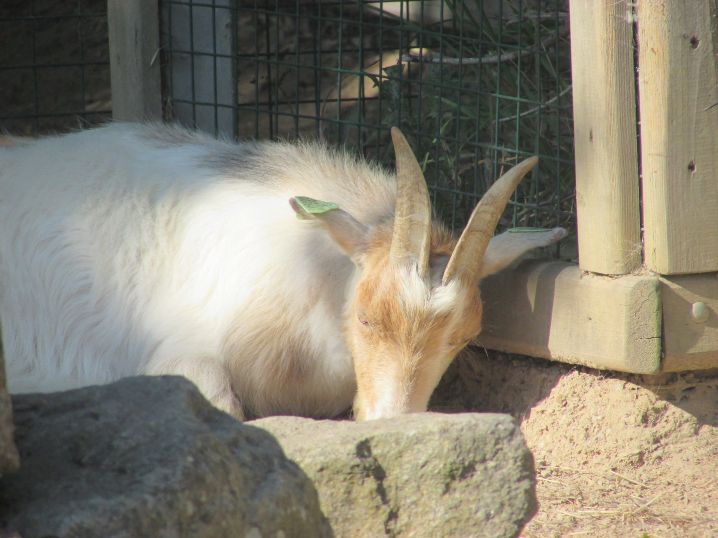 Dublin Zoo - Pygmy goat