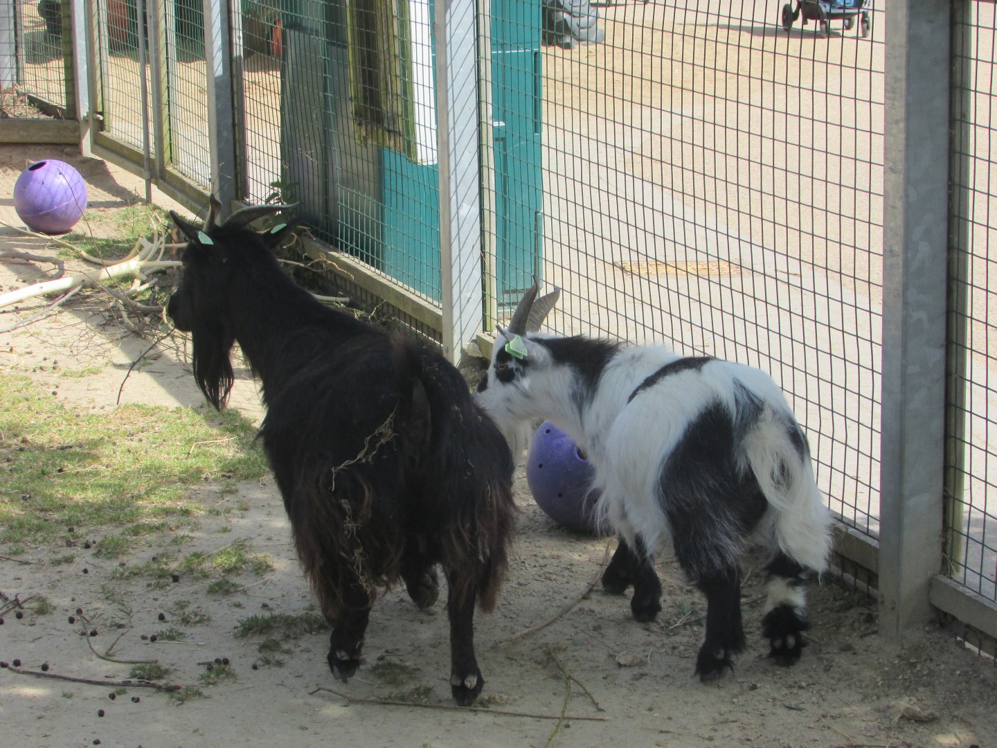 Dublin Zoo - Pygmy goats