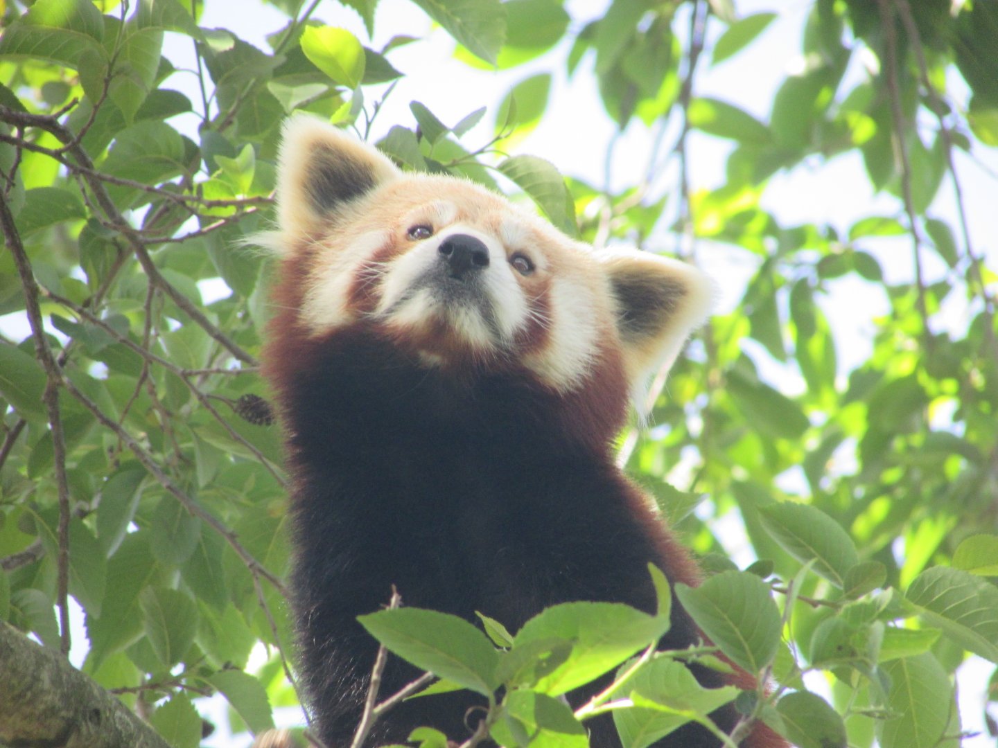 Dublin Zoo - Red panda