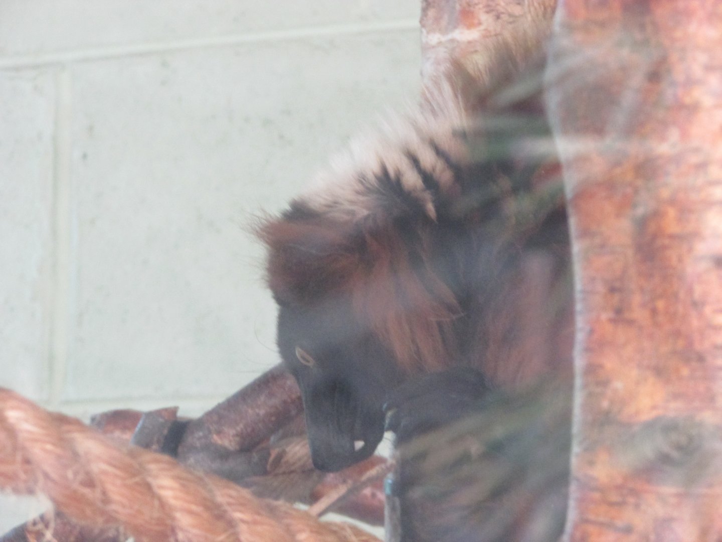 Dublin Zoo - Red-ruffed lemur inside indoor quarter