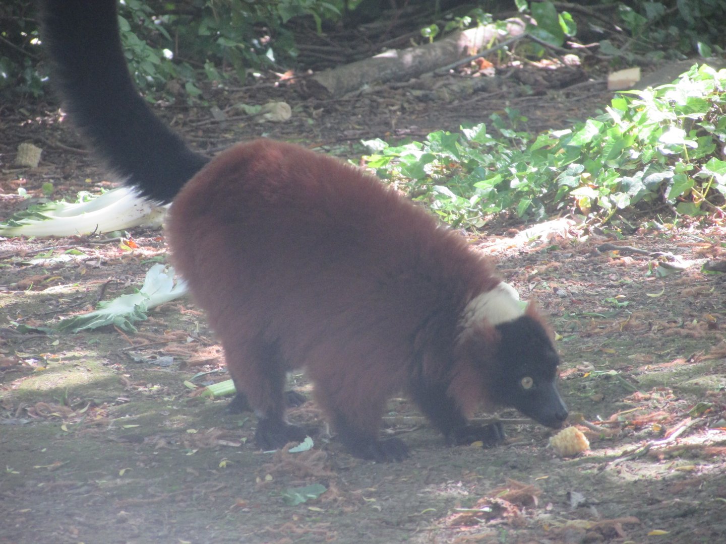Dublin Zoo - Red-ruffed lemur