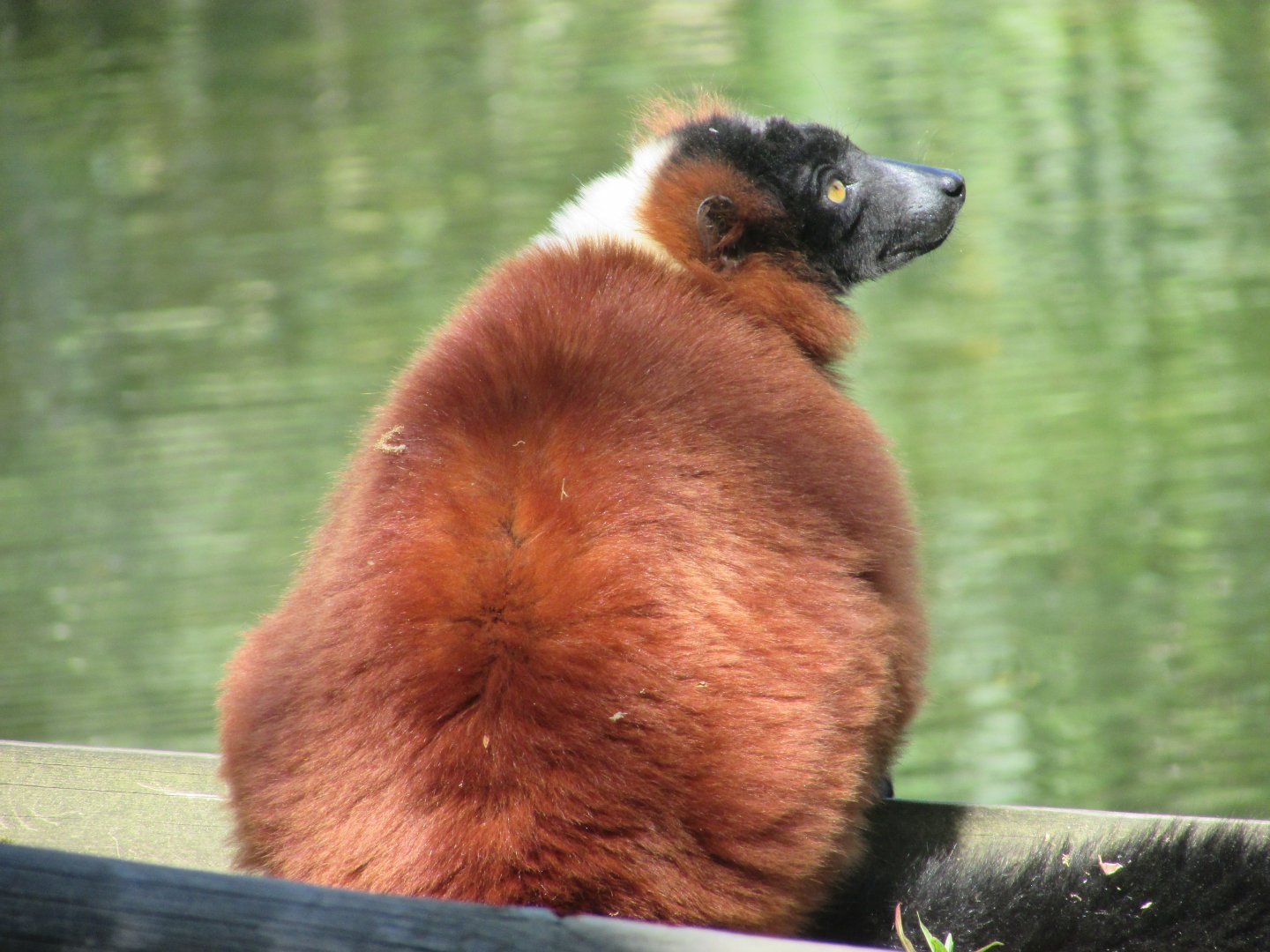 Dublin Zoo - Red-ruffed lemur