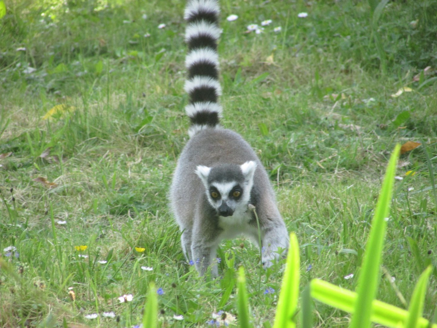 Dublin Zoo - Ring-tailed lemur