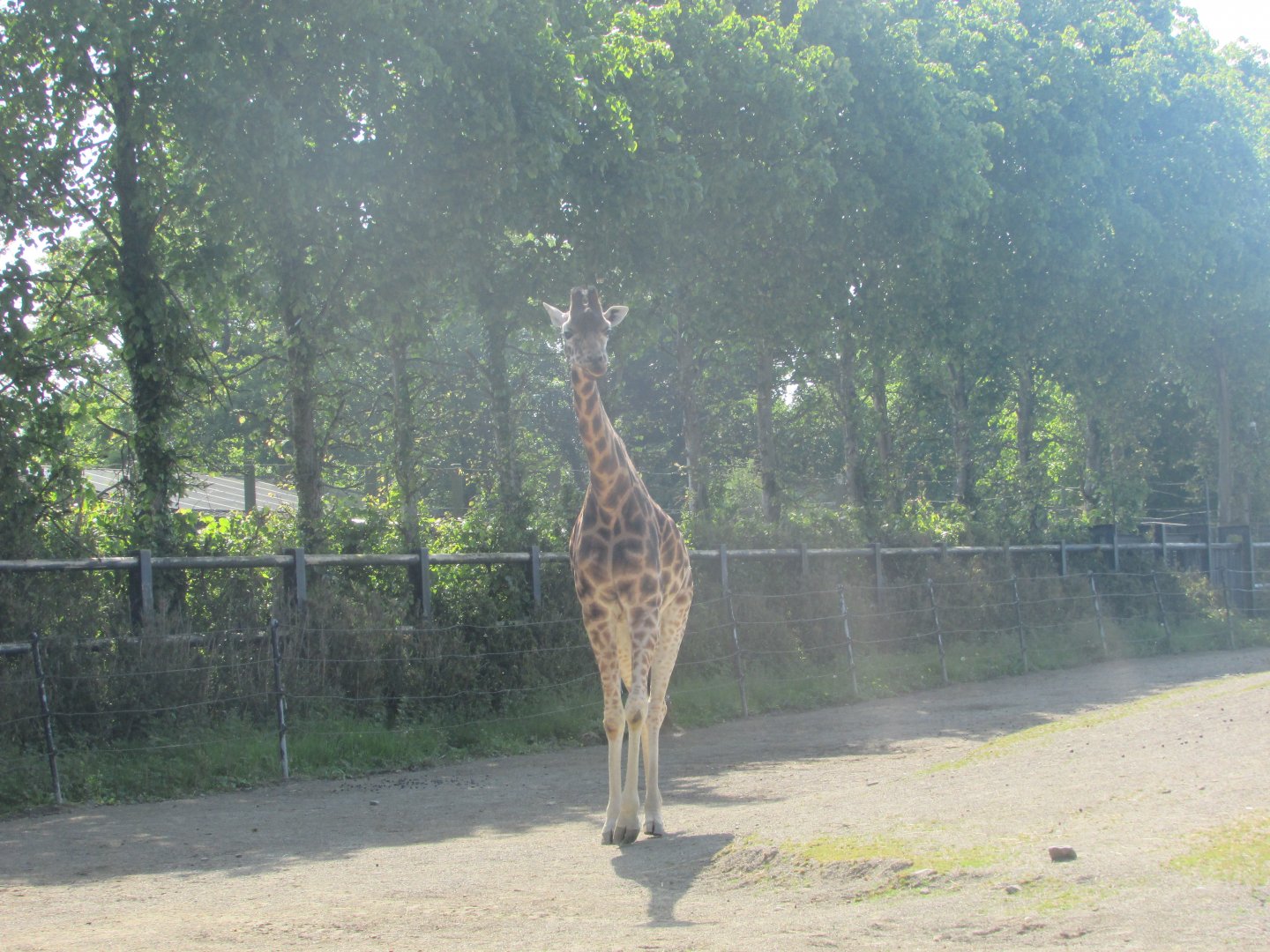 Dublin Zoo - Rothschild's giraffe