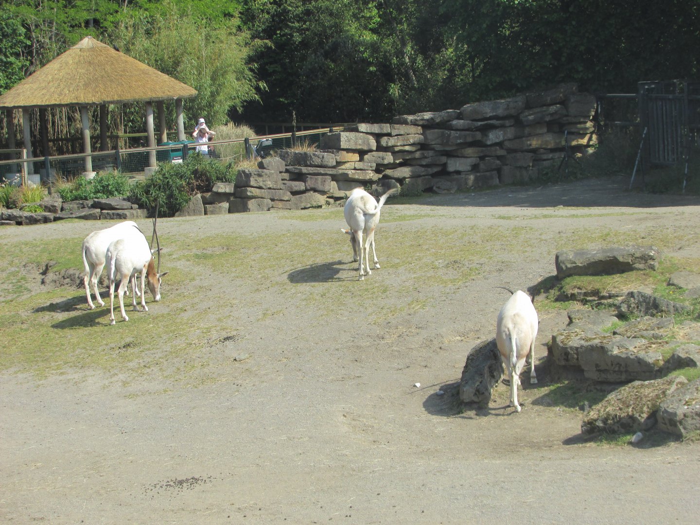 Dublin Zoo - Scimitar-horned oryx herd