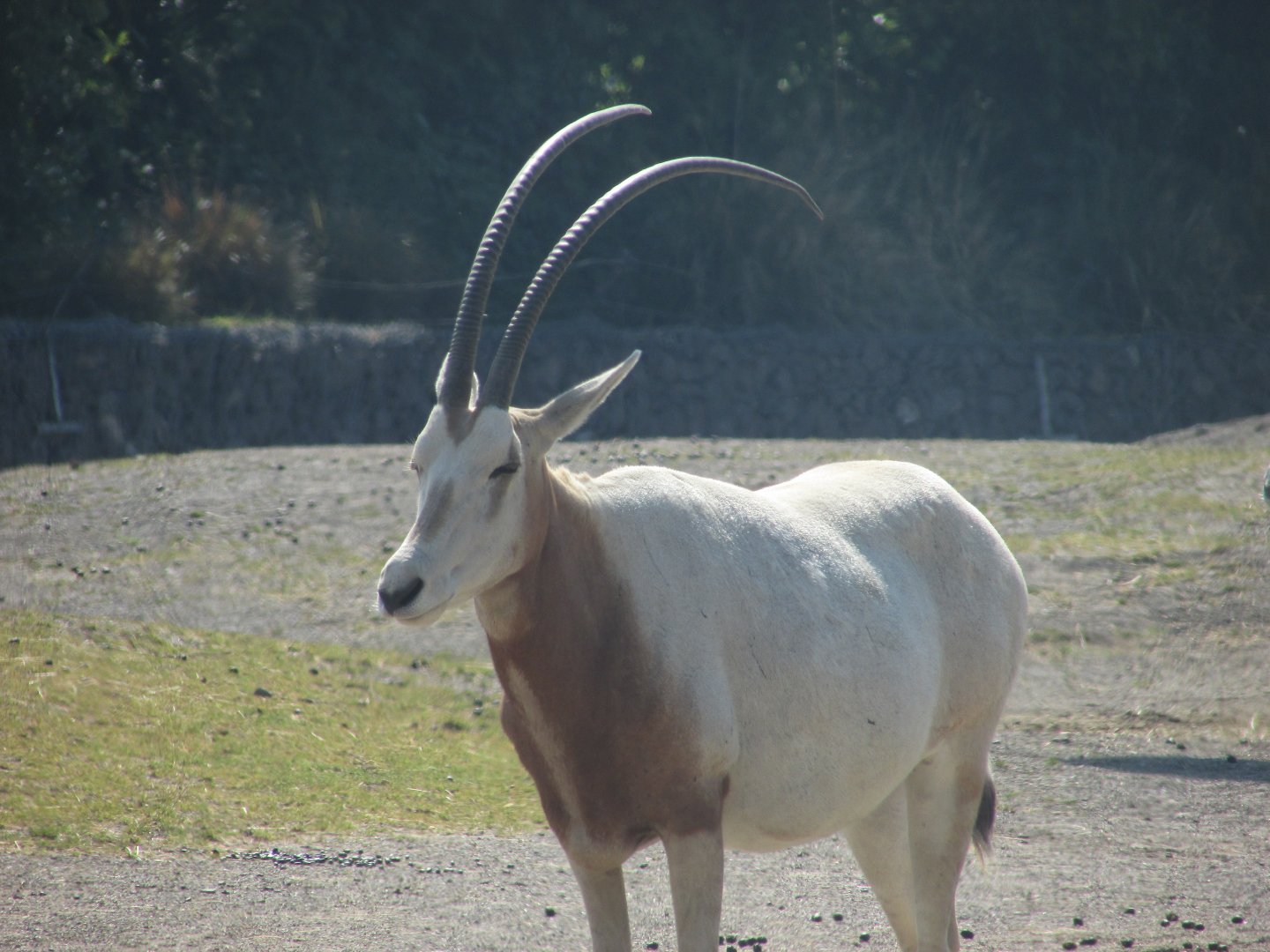 Dublin Zoo - Scimitar-horned oryx