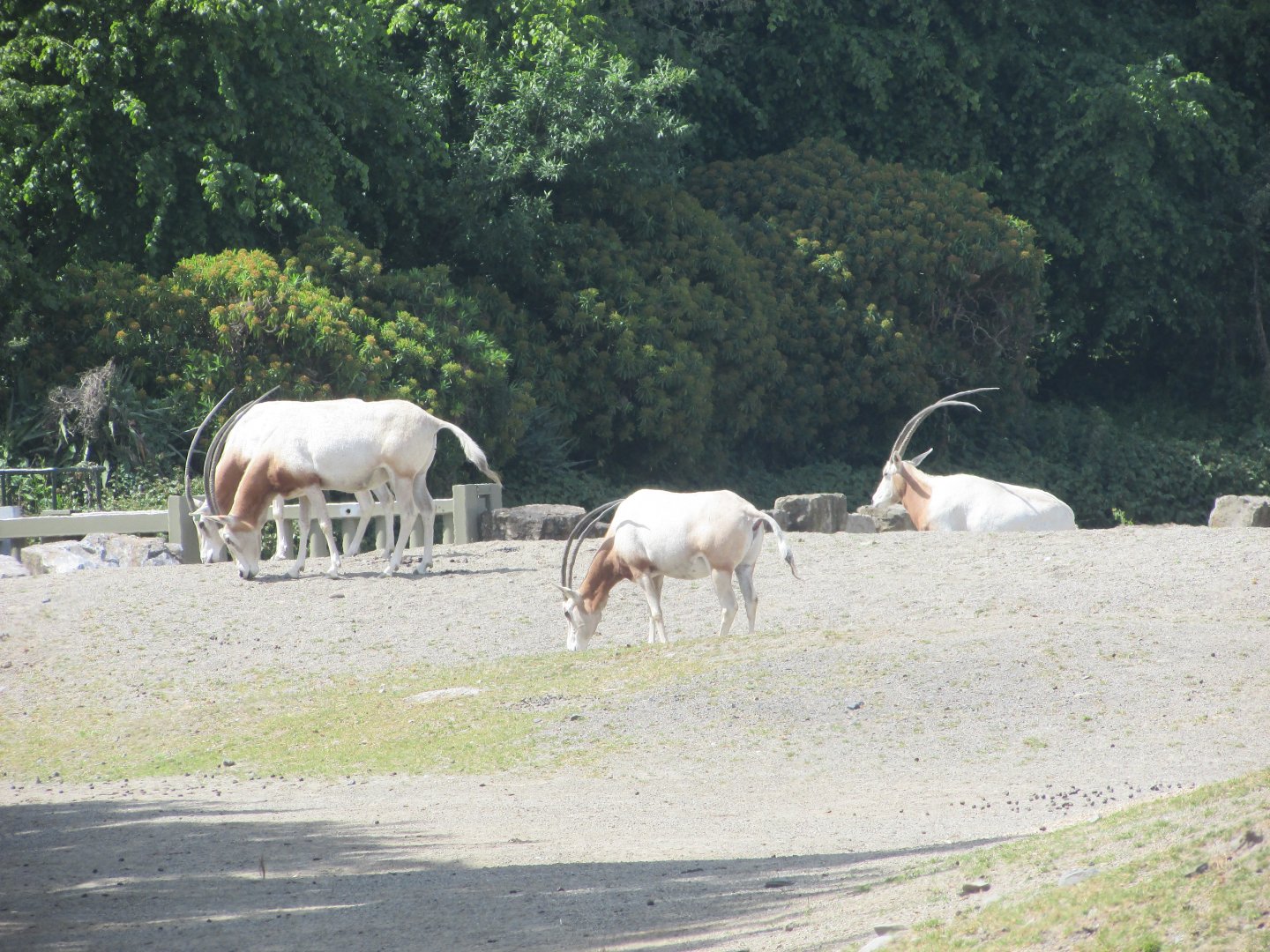 Dublin Zoo - Scimitar-horned oryx