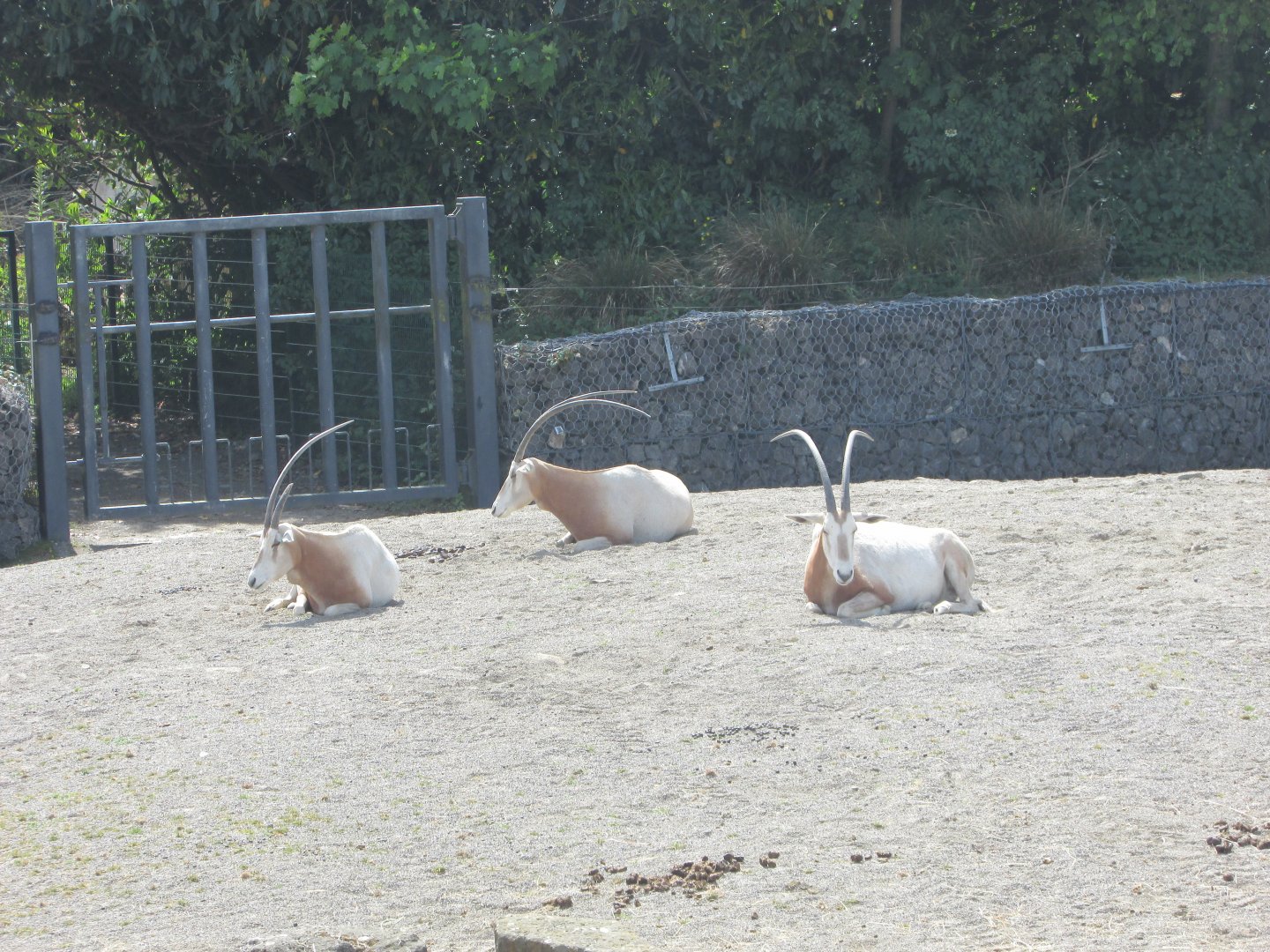 Dublin Zoo - Scimitar-horned oryx