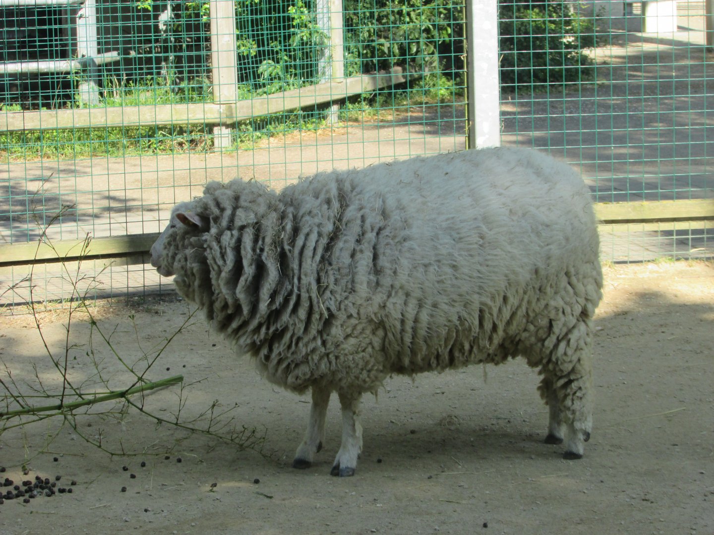 Dublin Zoo - Sheep