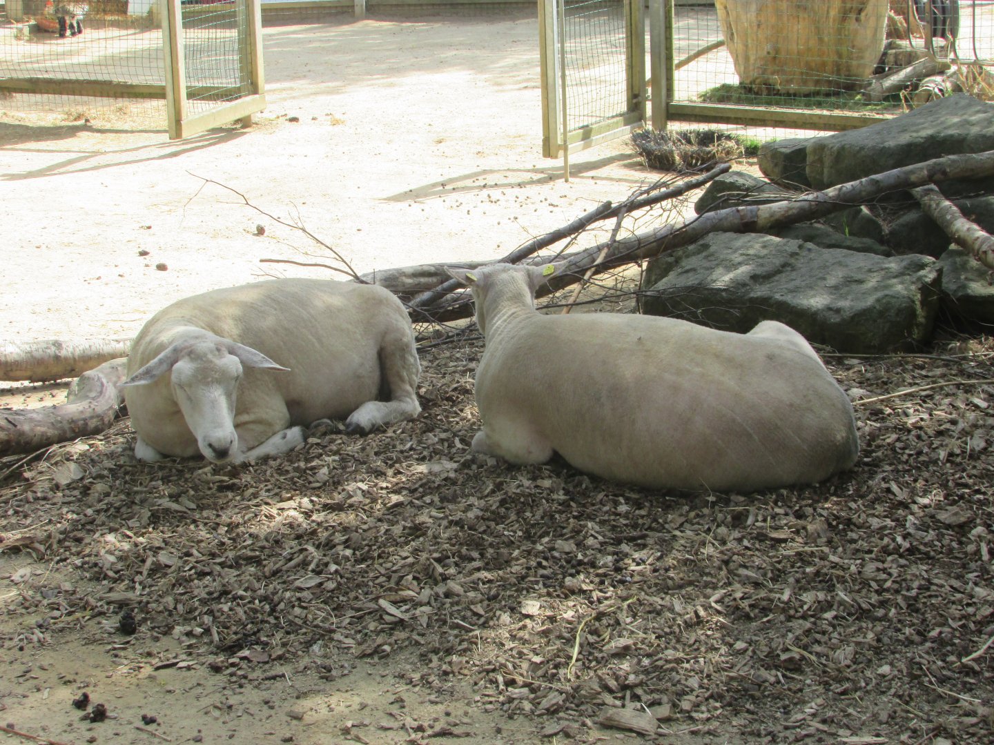 Dublin Zoo - Shorn sheep