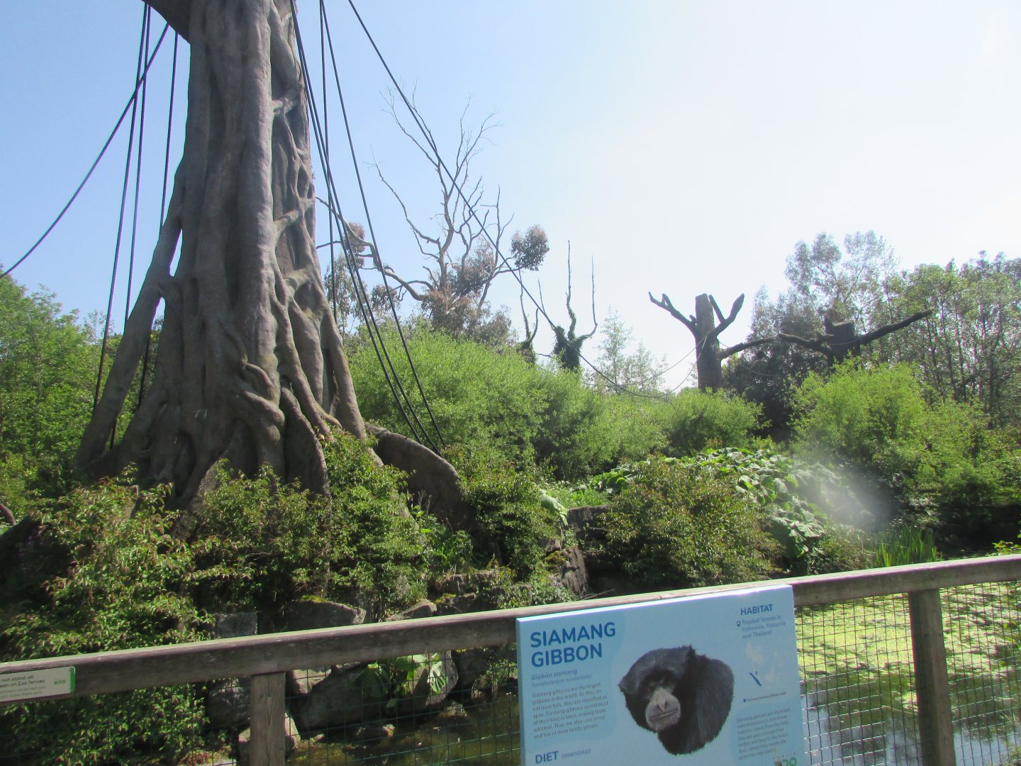 Dublin Zoo - Siamang exhibit