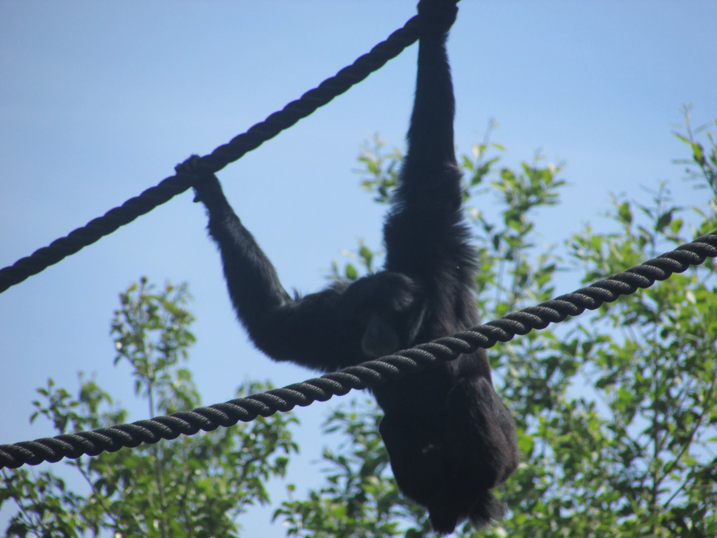Dublin Zoo - Siamang