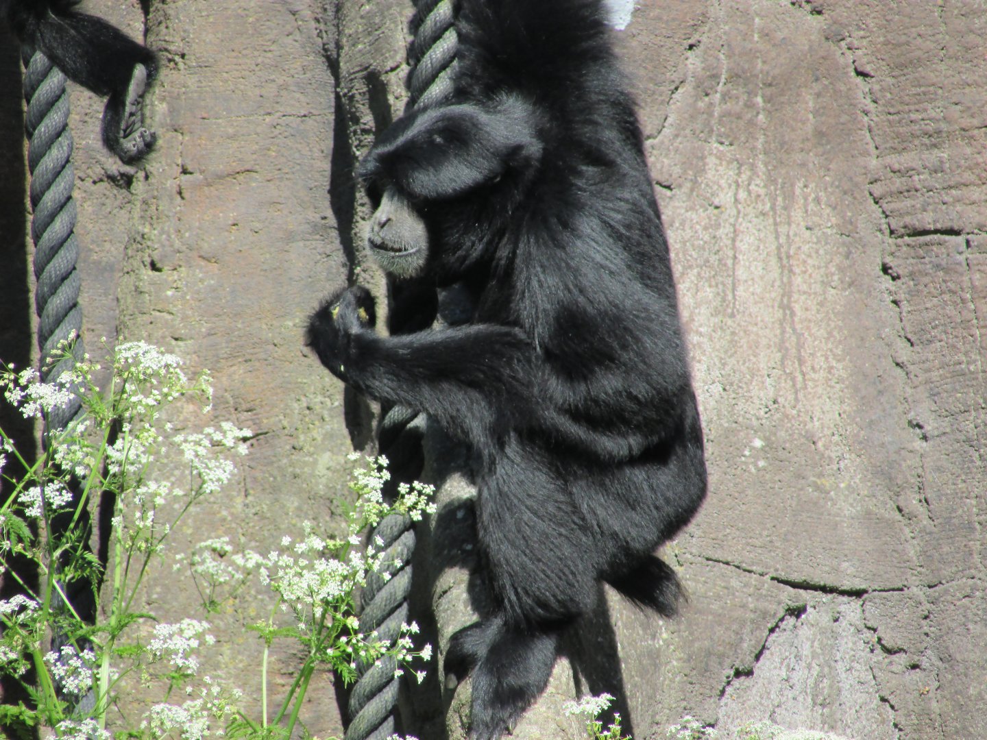 Dublin Zoo - Siamang