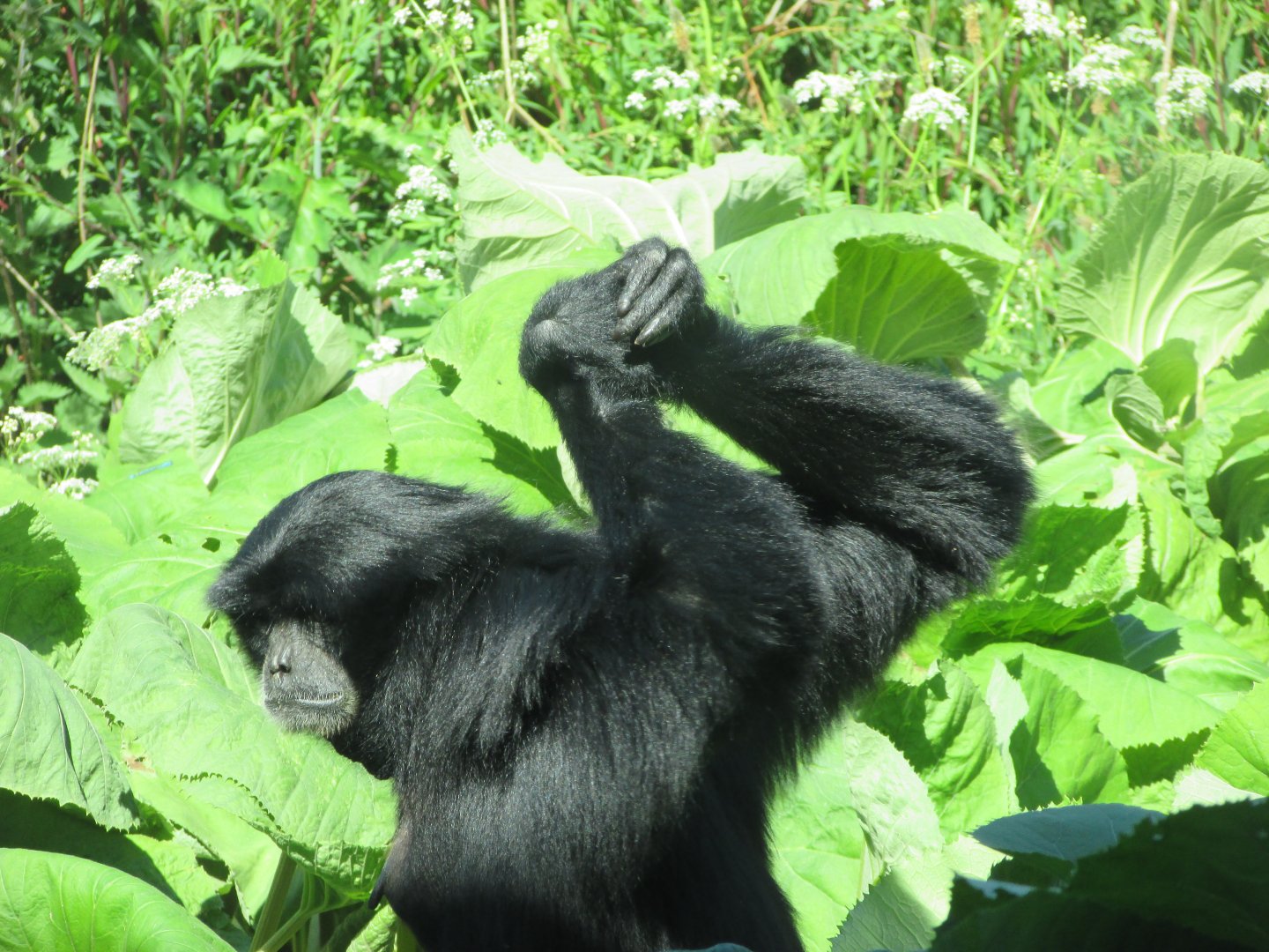 Dublin Zoo - Siamang