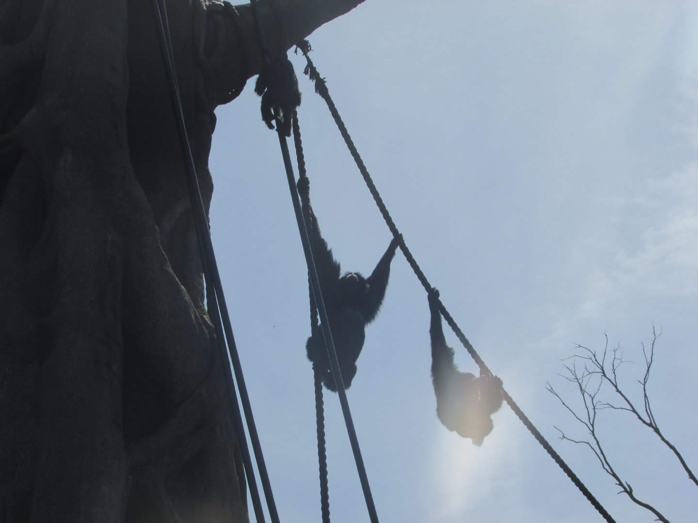 Dublin Zoo - Siamangs