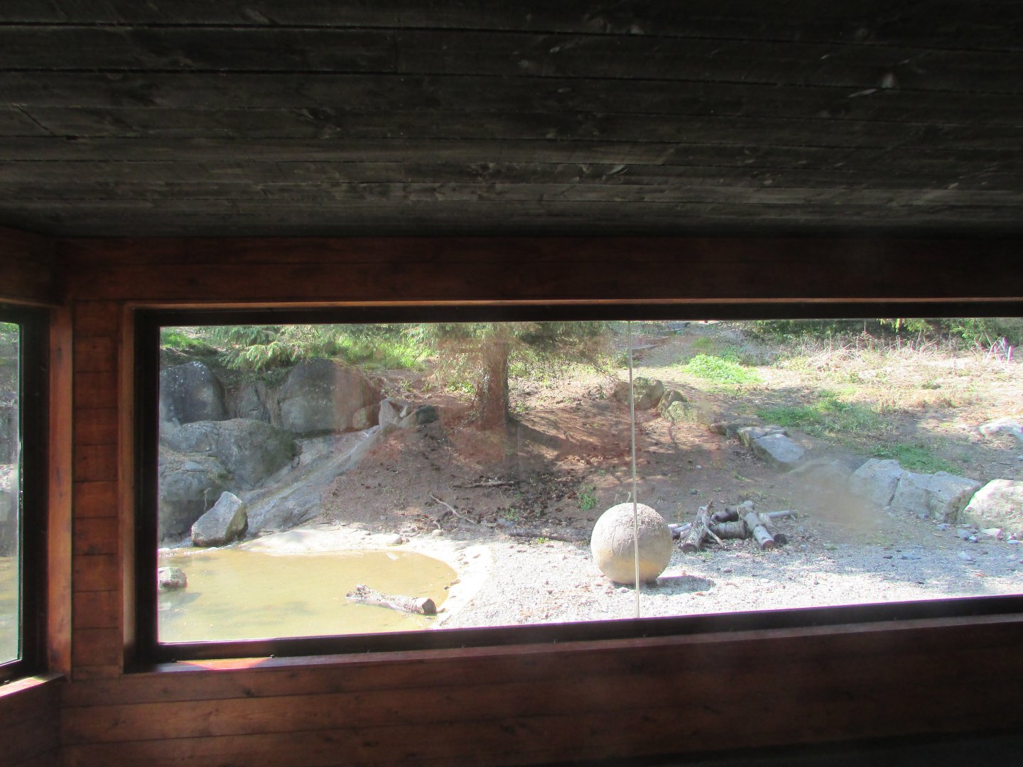 Dublin Zoo - Siberian tiger viewing panel