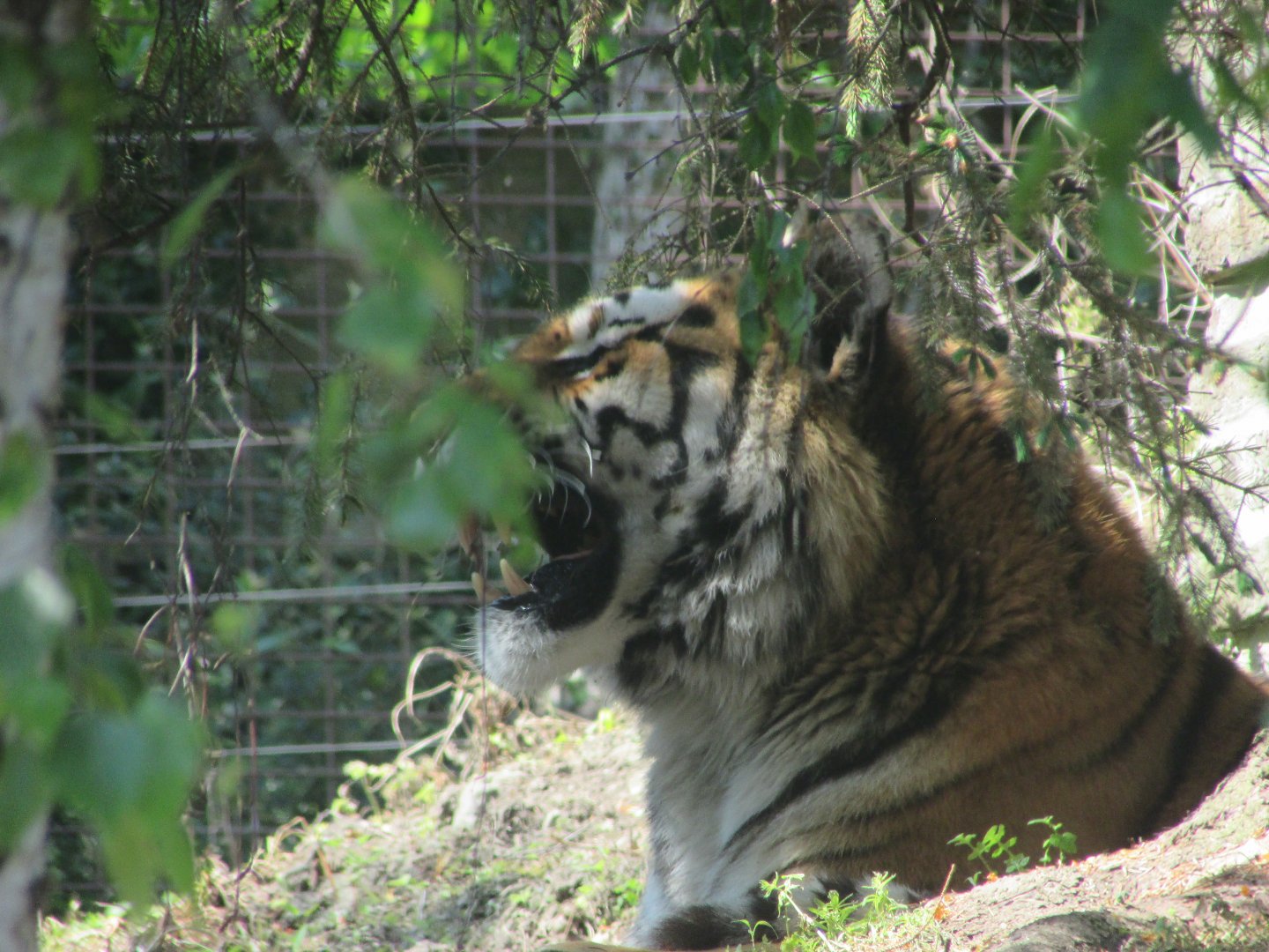 Dublin Zoo - Siberian tiger