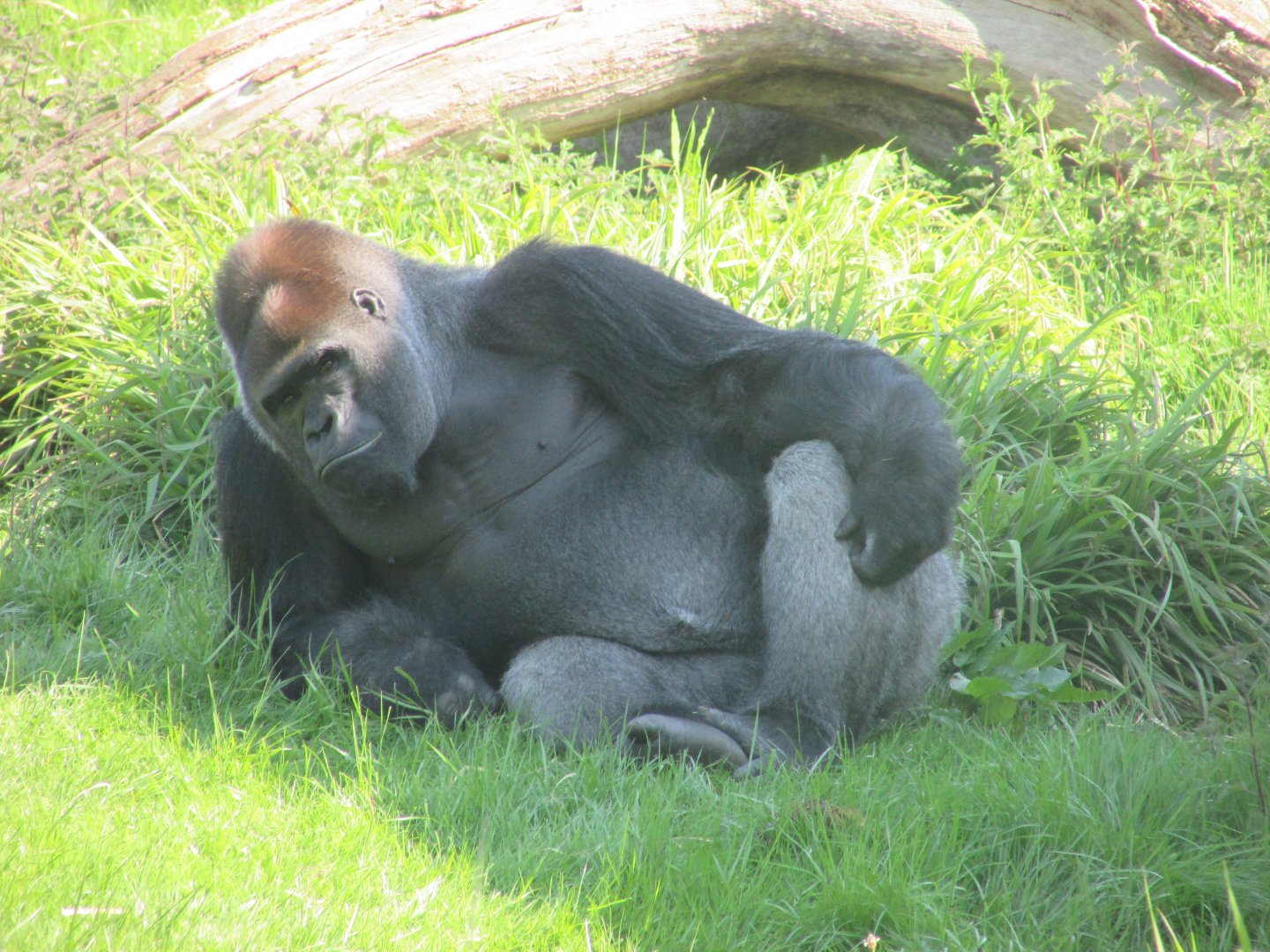 Dublin Zoo - Silverback gorilla