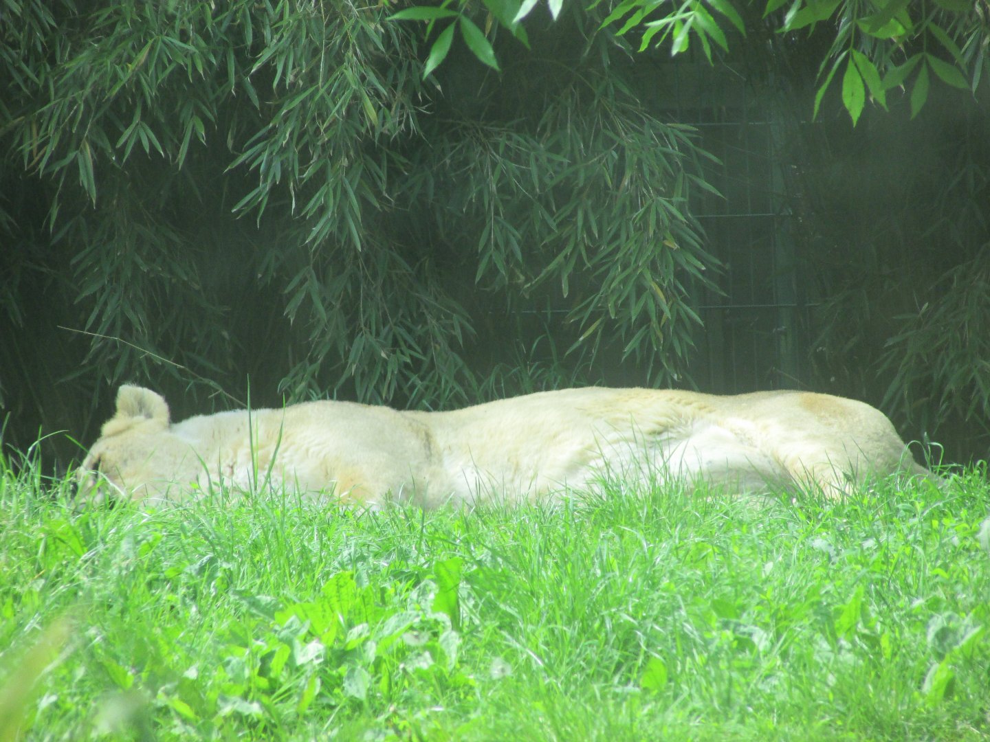 Dublin zoo - Sleeping Asiatic lioness