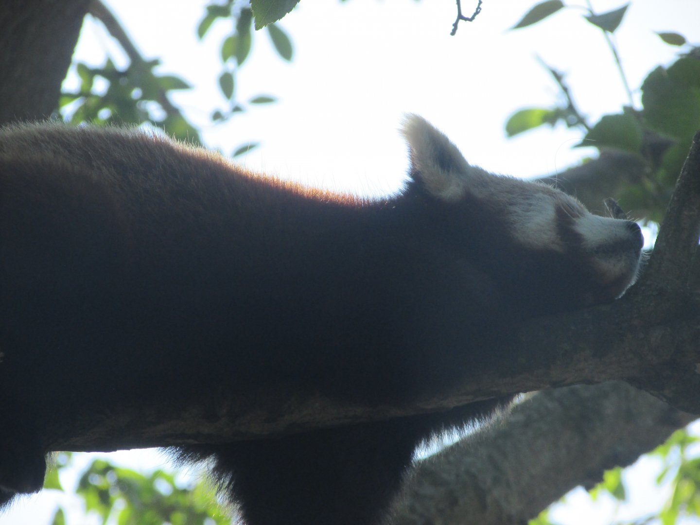 Dublin Zoo - Sleeping red panda