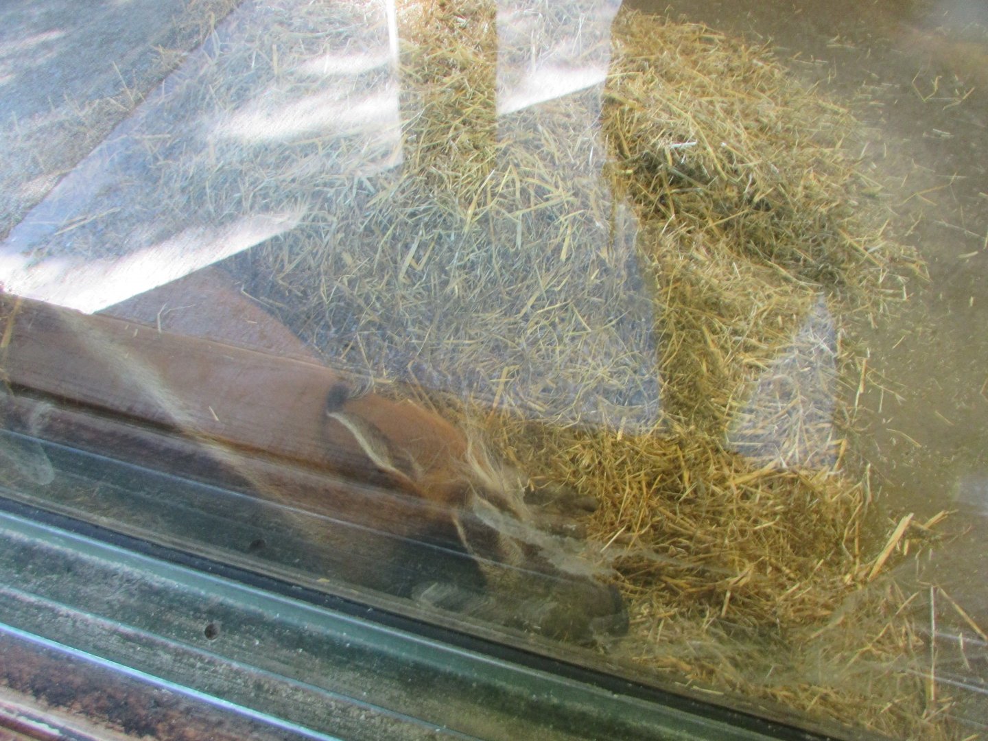 Dublin Zoo - Sleeping red river hog