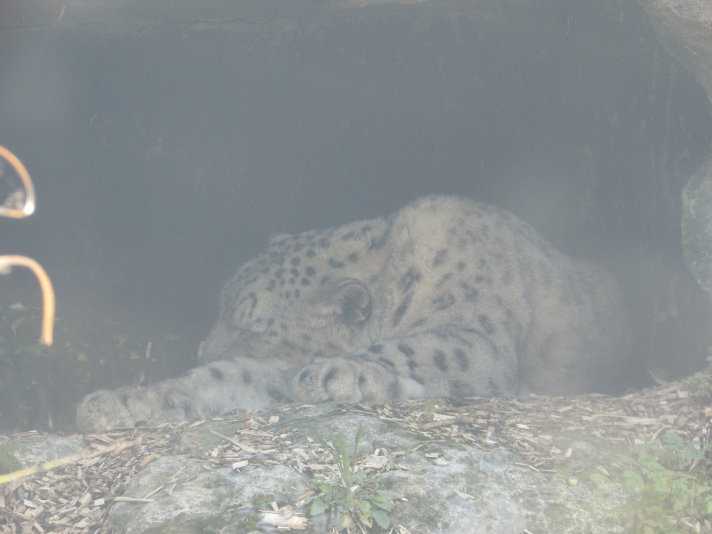 Dublin Zoo - Sleeping snow leopard