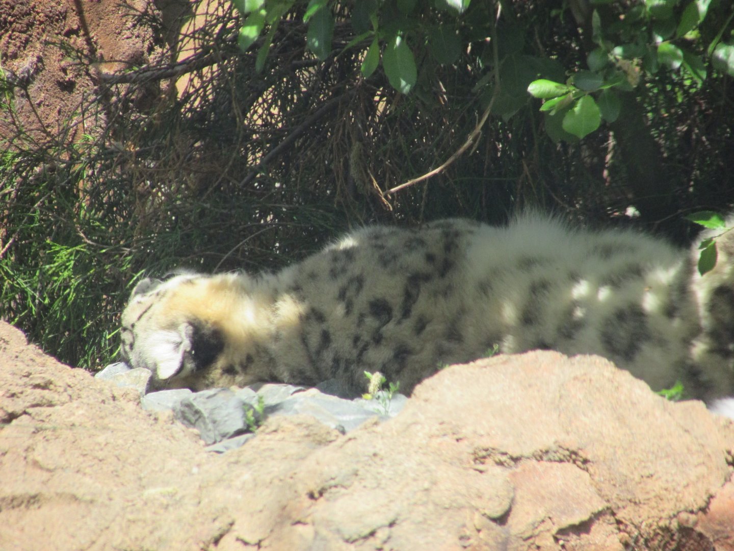 Dublin Zoo - Sleeping snow leopard