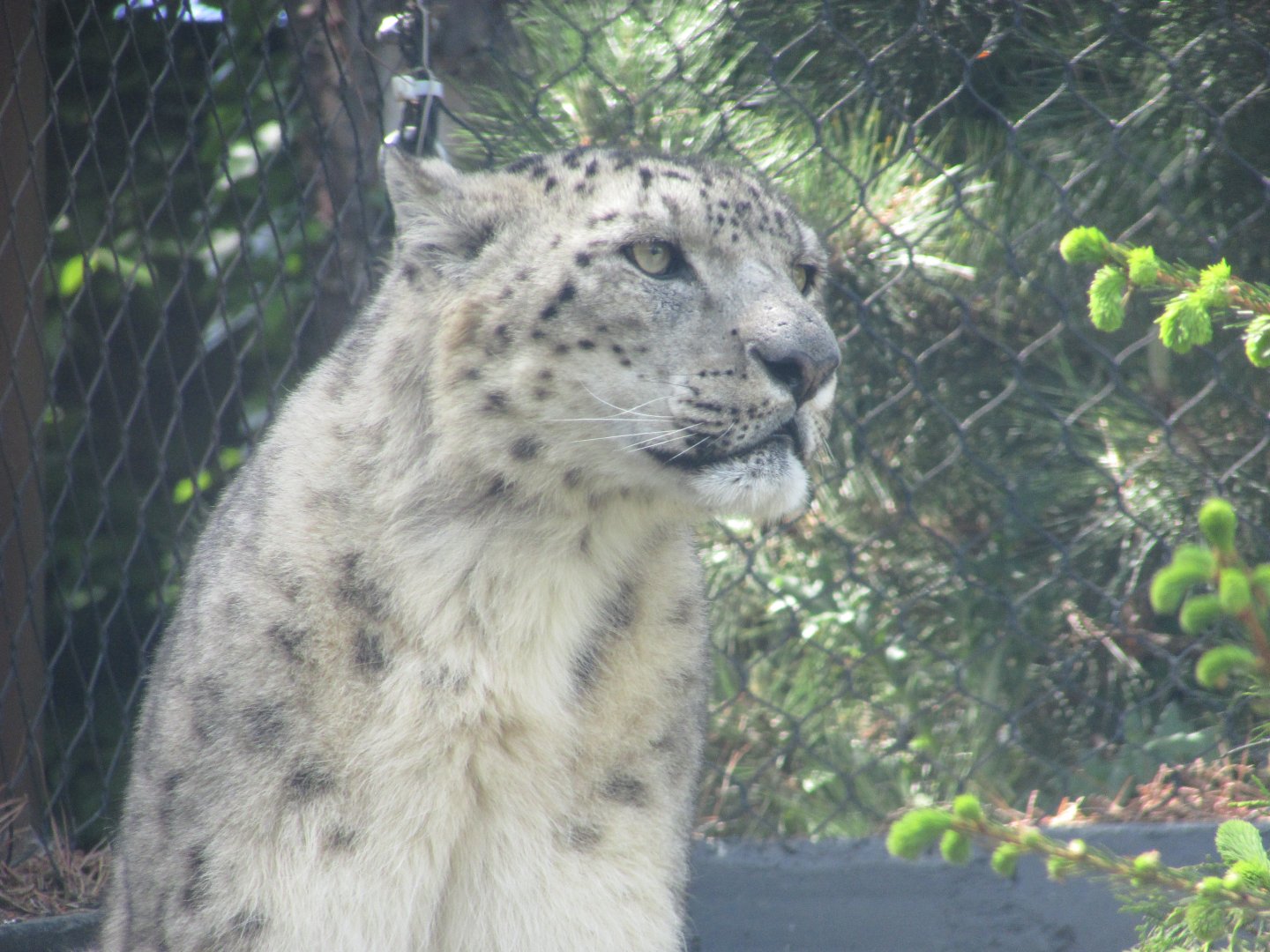Dublin Zoo - Snow leopard