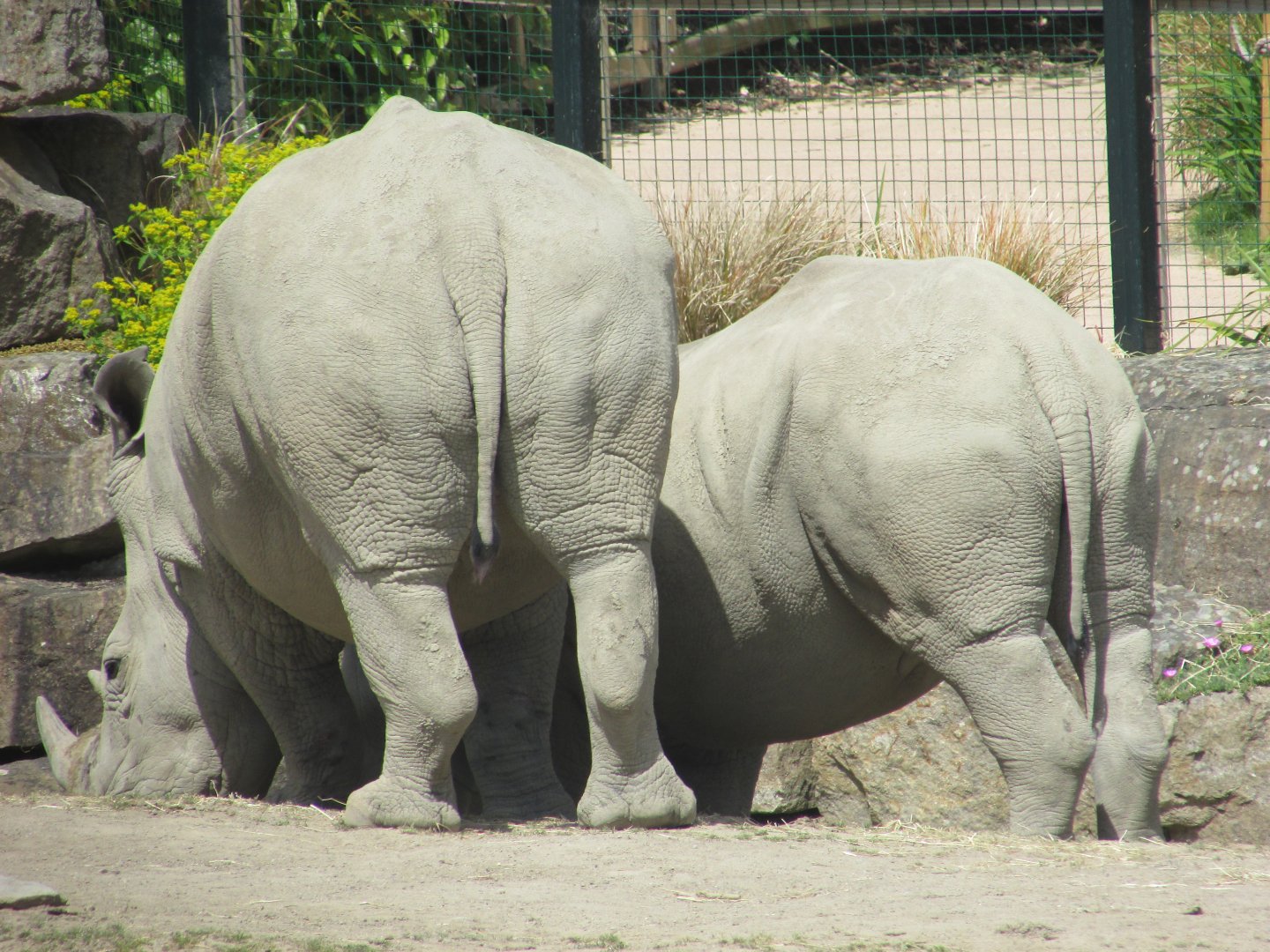 Dublin Zoo - Southern white rhino and calf