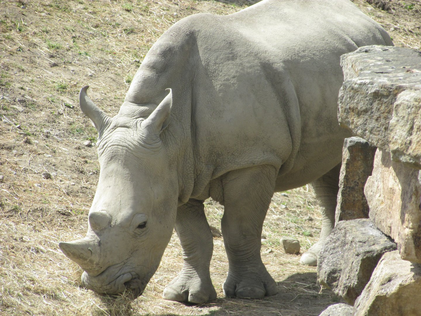 Dublin Zoo - Southern white rhino calf
