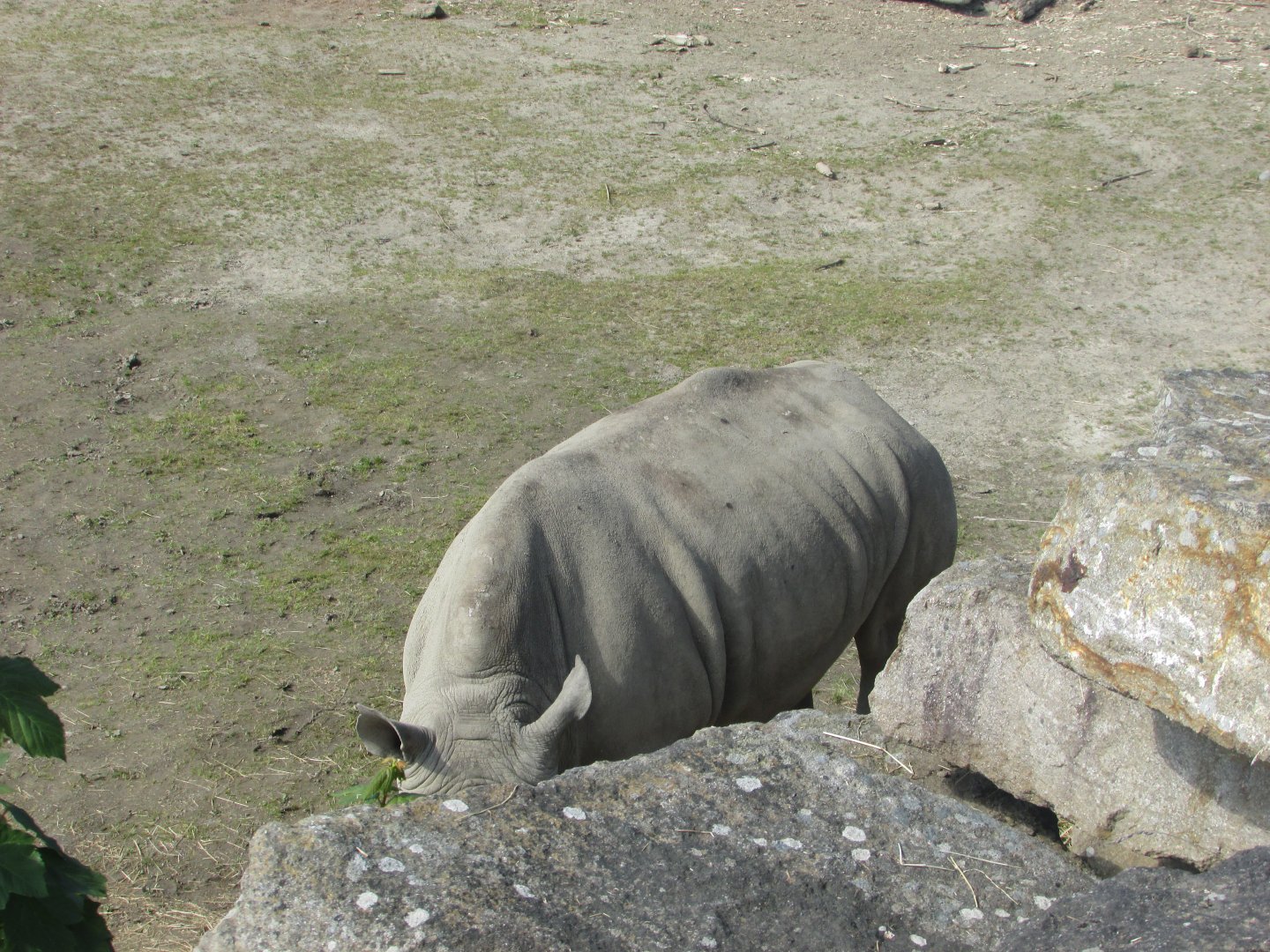 Dublin Zoo - Southern white rhinoceros