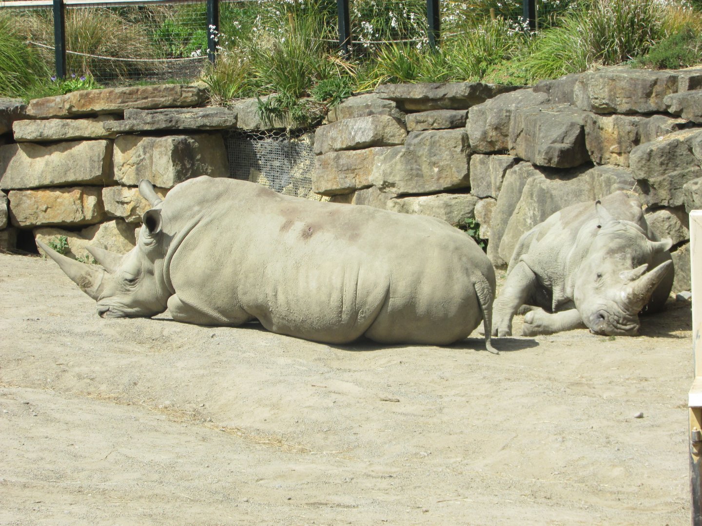 Dublin Zoo - Southern white rhinos