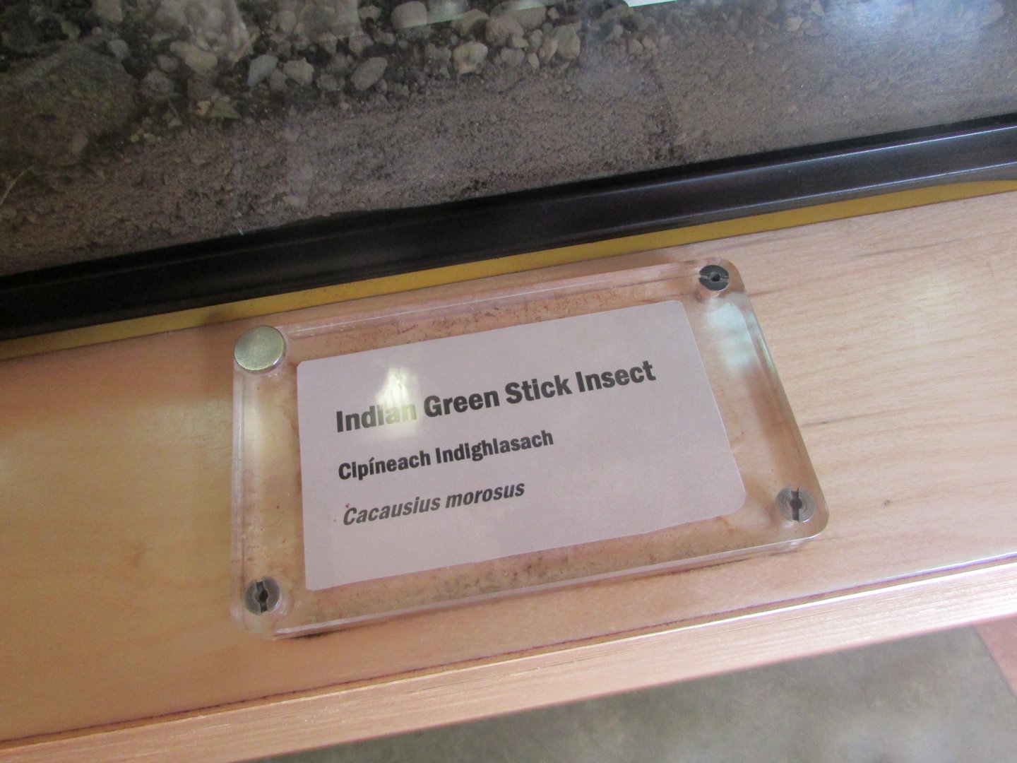 Dublin Zoo - Stick insect signage