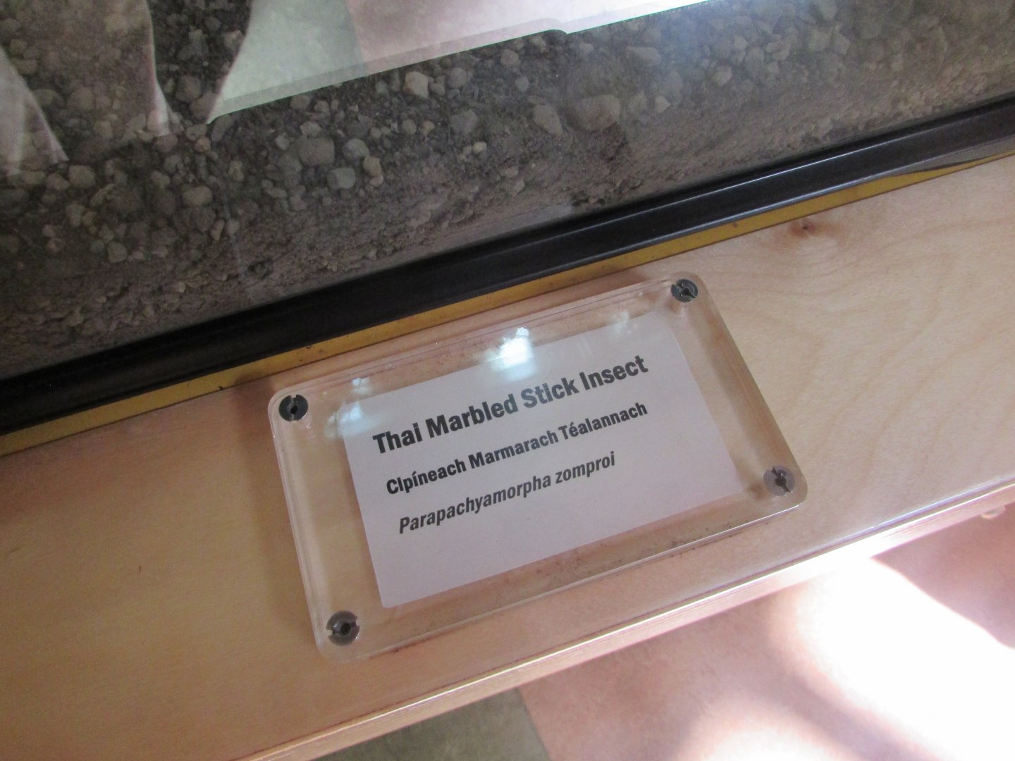 Dublin Zoo - Stick insect signage