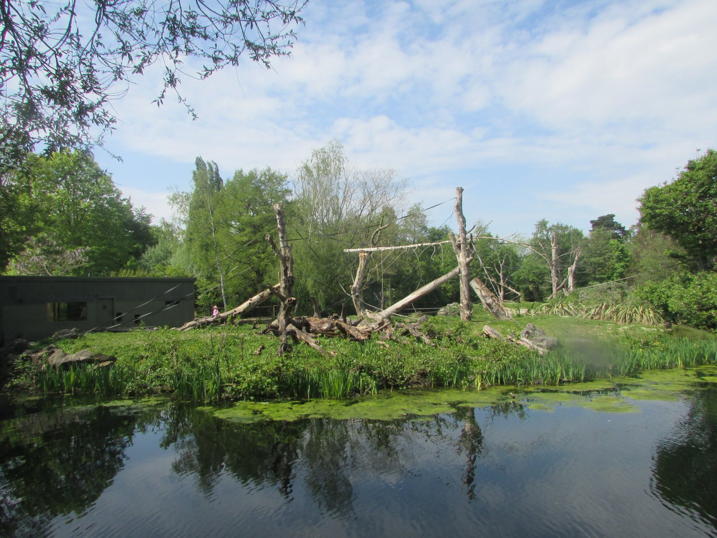 Dublin Zoo - Sulawesi crested macaque island