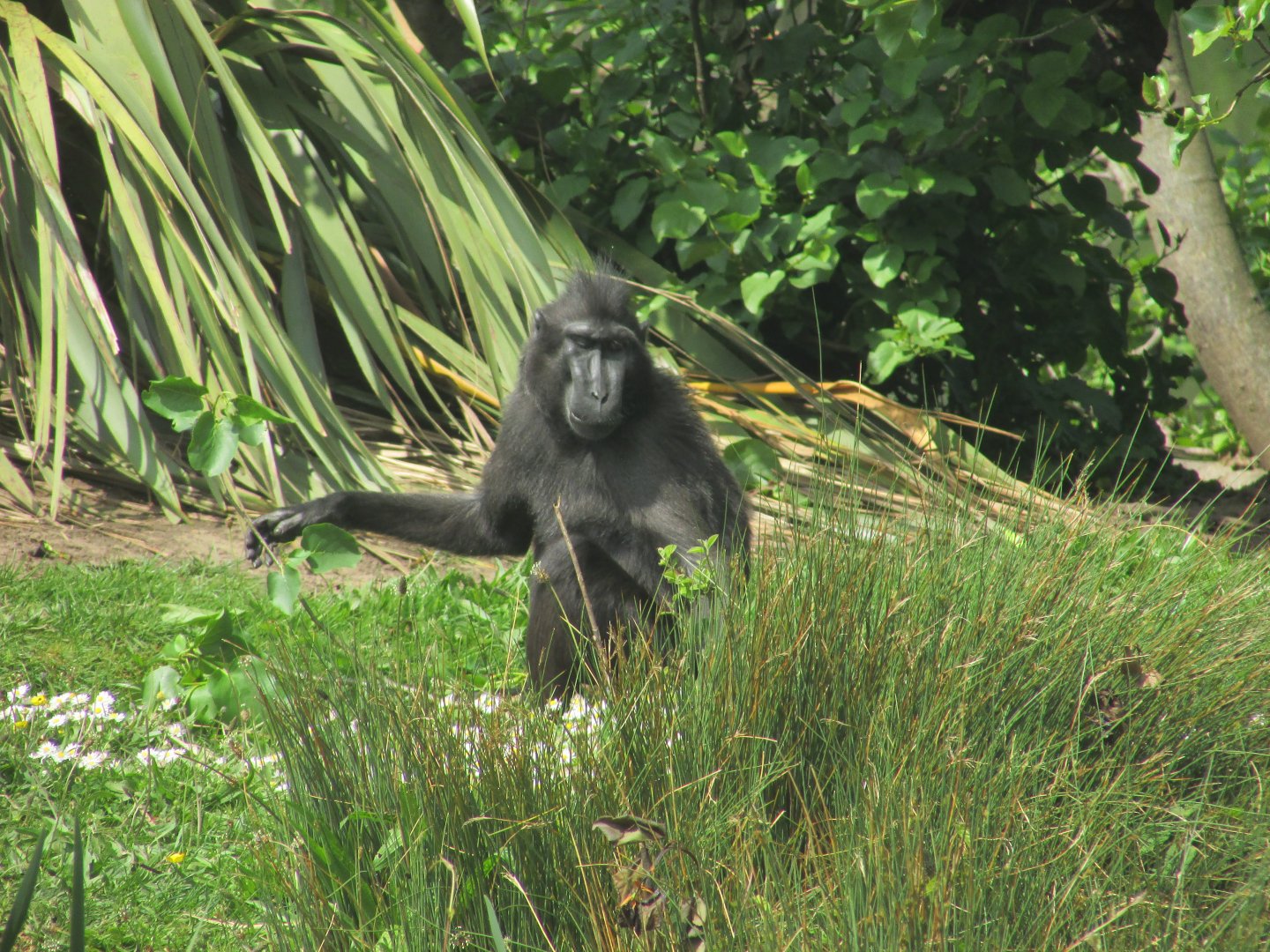 Dublin Zoo - Sulawesi crested macaque