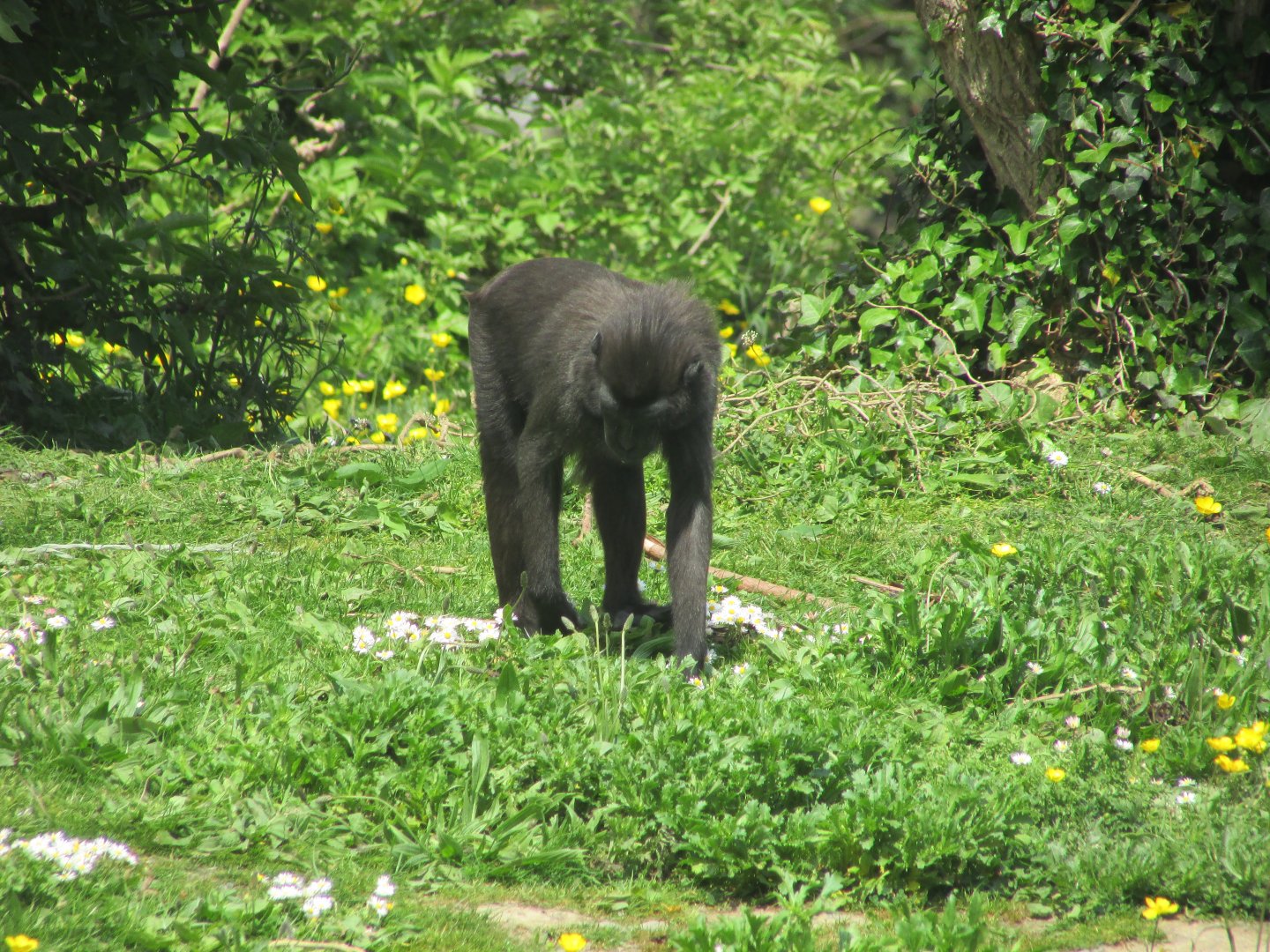 Dublin Zoo - Sulawesi crested macaque
